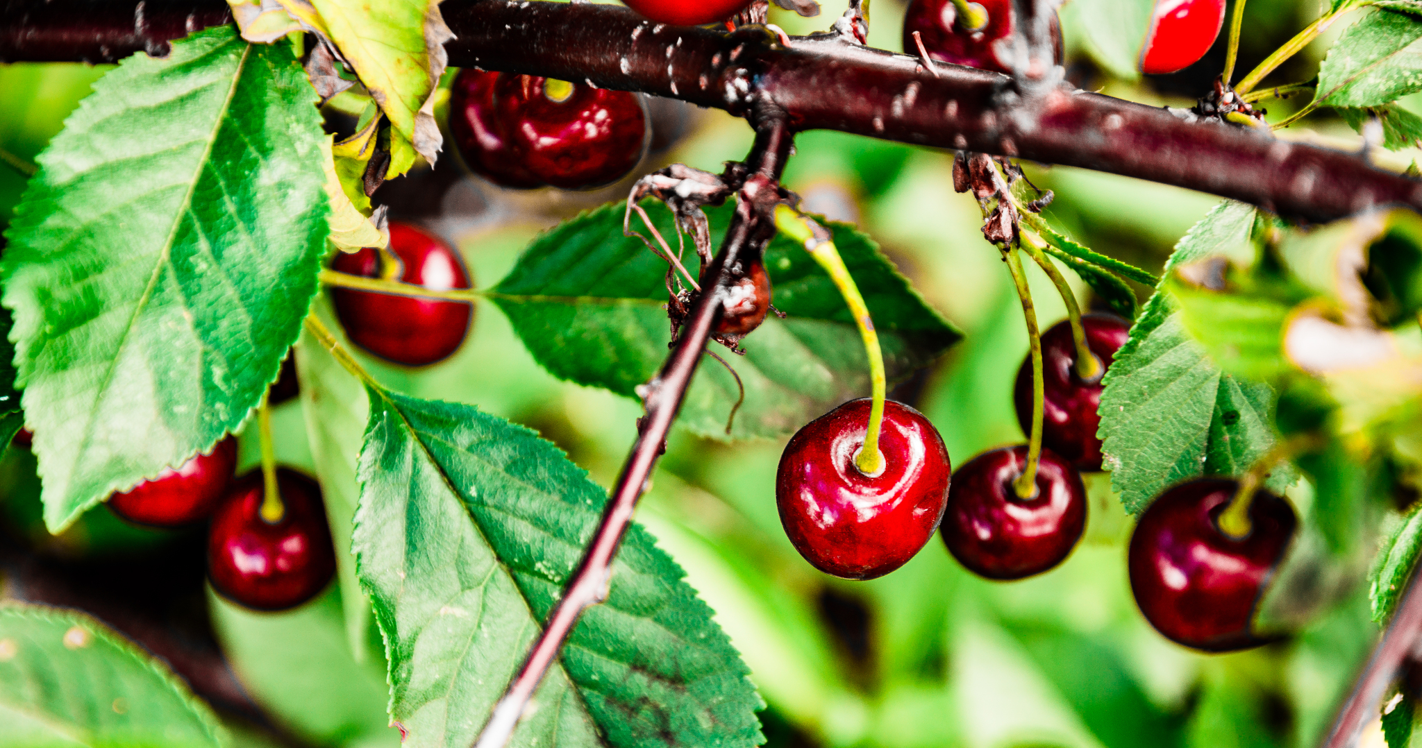 Gifts of summer part -2 - My, The photo, Landscape, Berries, Macro photography, Macro, Summer, Longpost