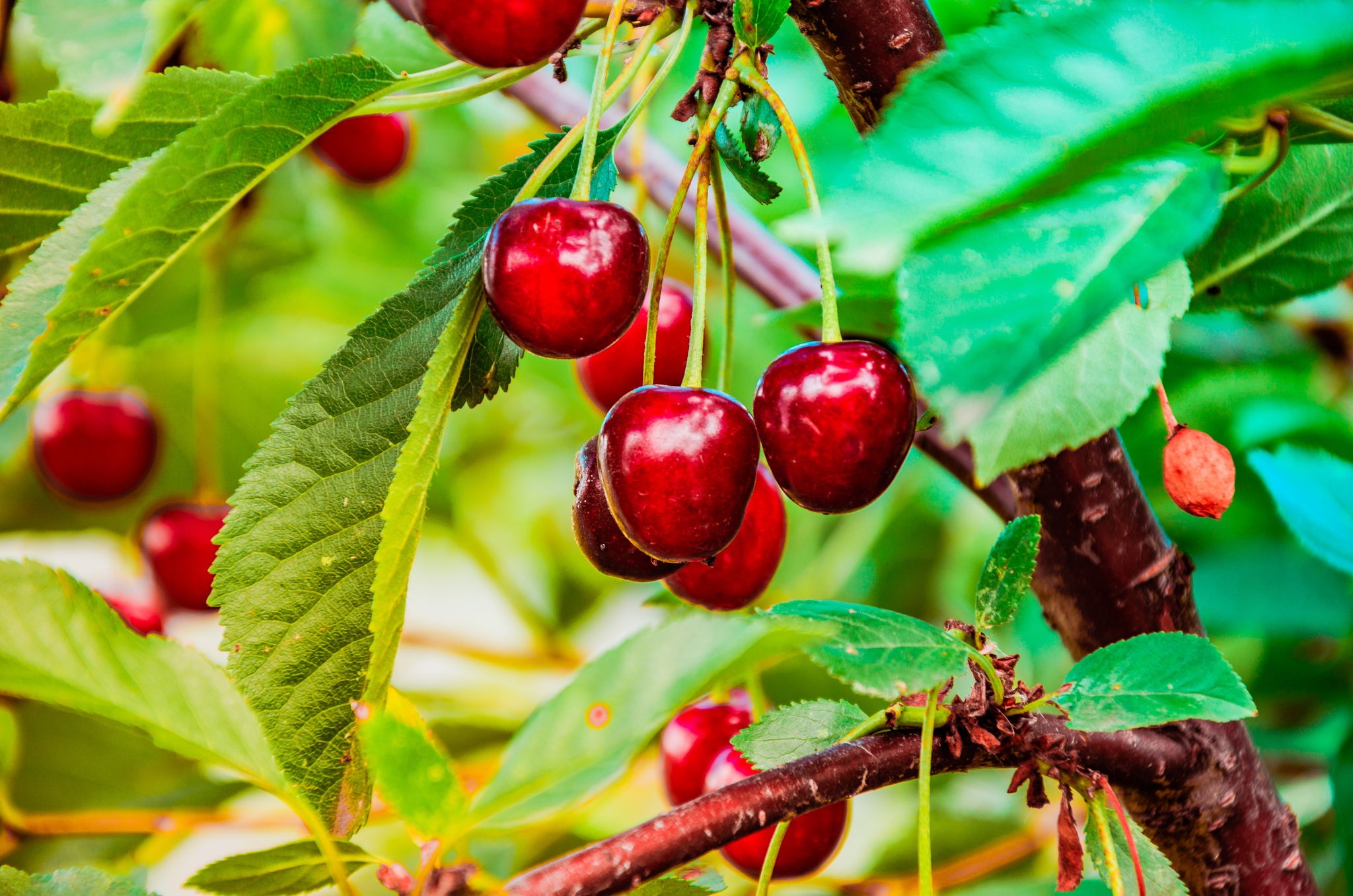 Gifts of summer part -2 - My, The photo, Landscape, Berries, Macro photography, Macro, Summer, Longpost