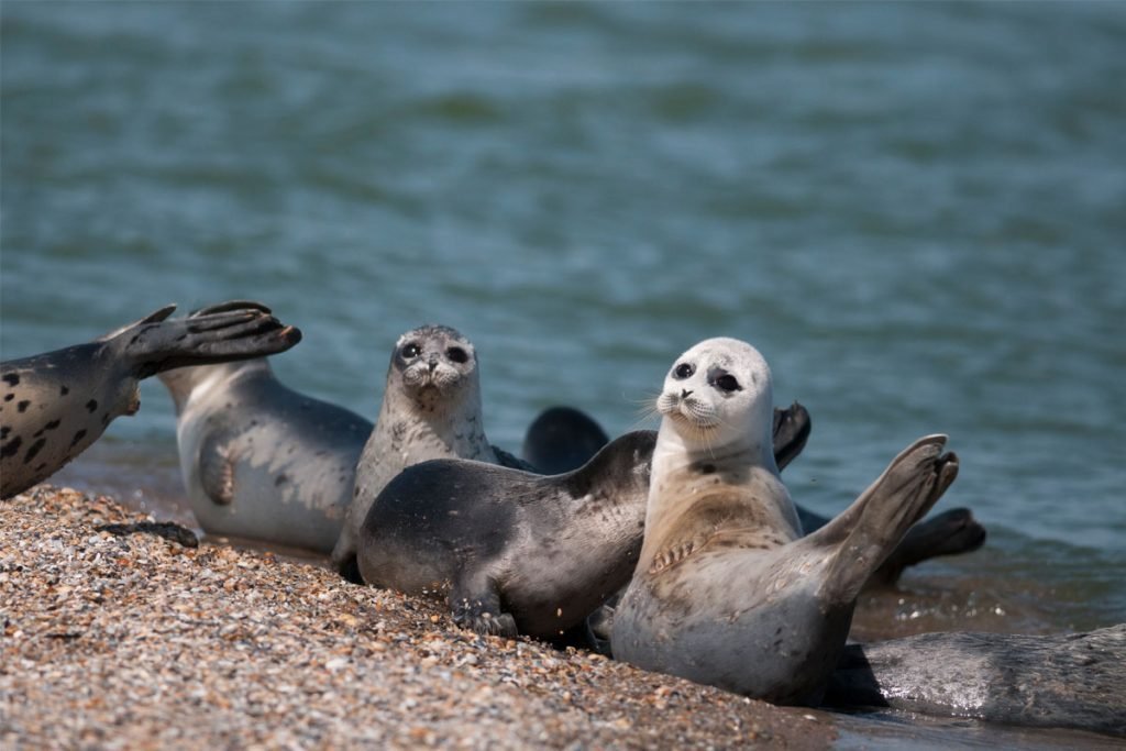 The most important thing I learned today is that sometimes seals stand in the banana pose. This happens when they are happy and safe. - Seal, Milota, Longpost, Animals, Wild animals, Humor