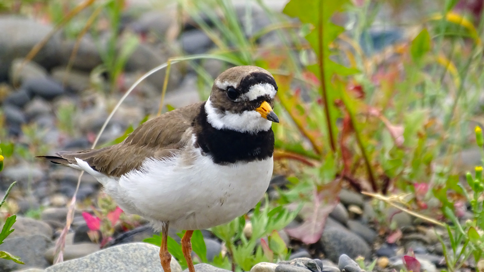 Photo shoot for a little chick - My, Ornithology, Biology, Birds, Animals, The photo, Siberia