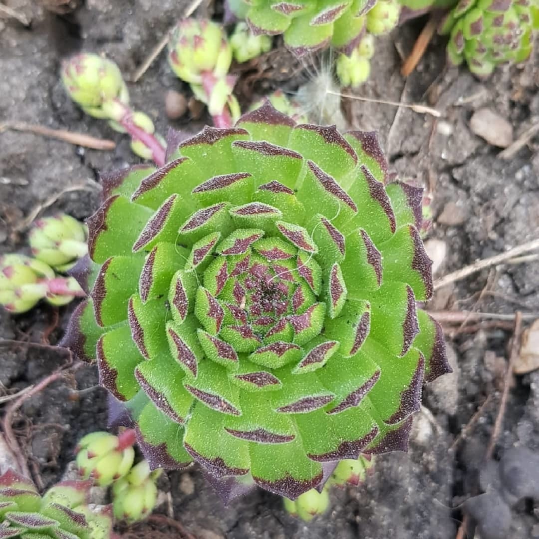 Fractal plants in the garden - My, Fractals, Plants, Garden, Flowers, beauty of nature, Longpost