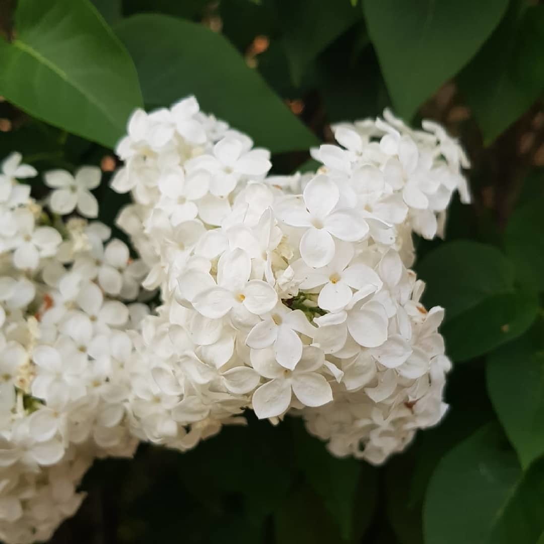 Fractal plants in the garden - My, Fractals, Plants, Garden, Flowers, beauty of nature, Longpost