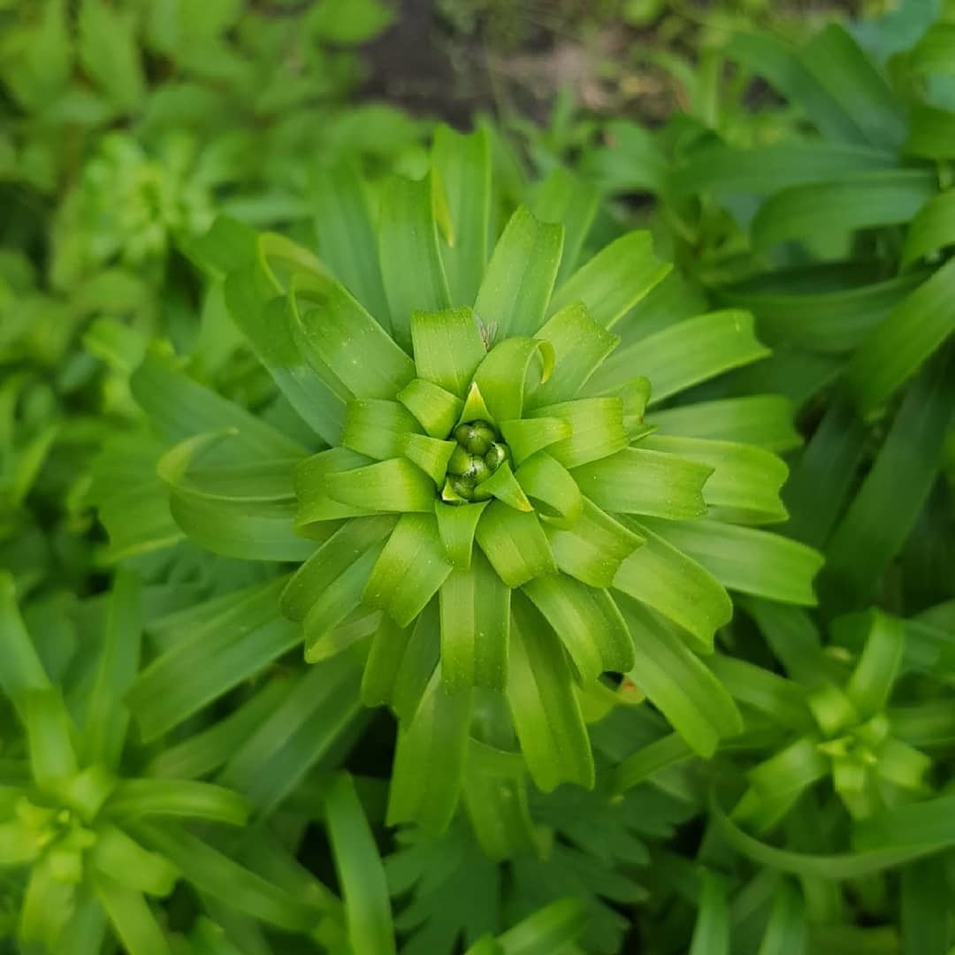 Fractal plants in the garden - My, Fractals, Plants, Garden, Flowers, beauty of nature, Longpost