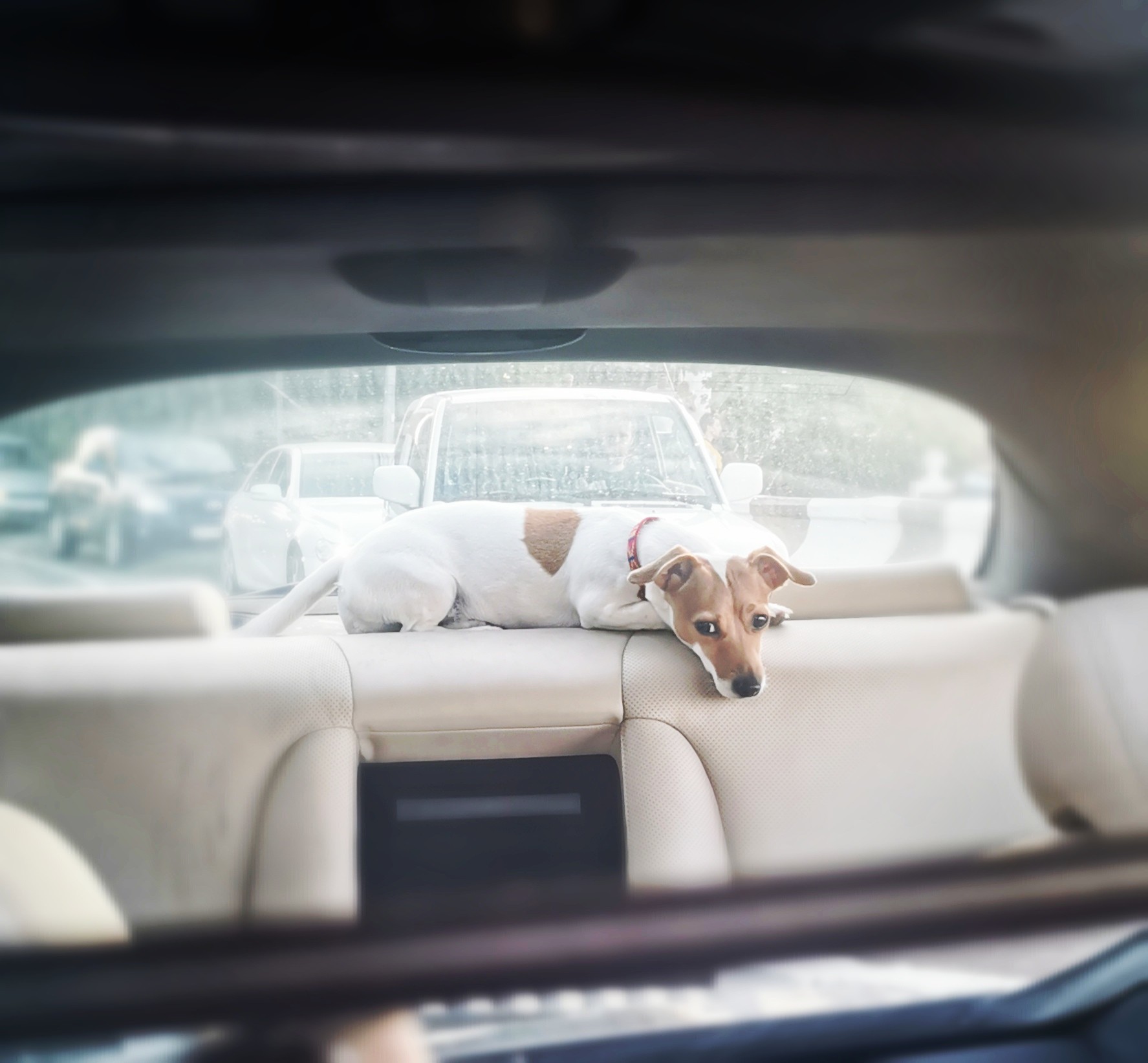 I sit high, I look far away - My, Dog, Jack Russell Terrier, Rearview mirror