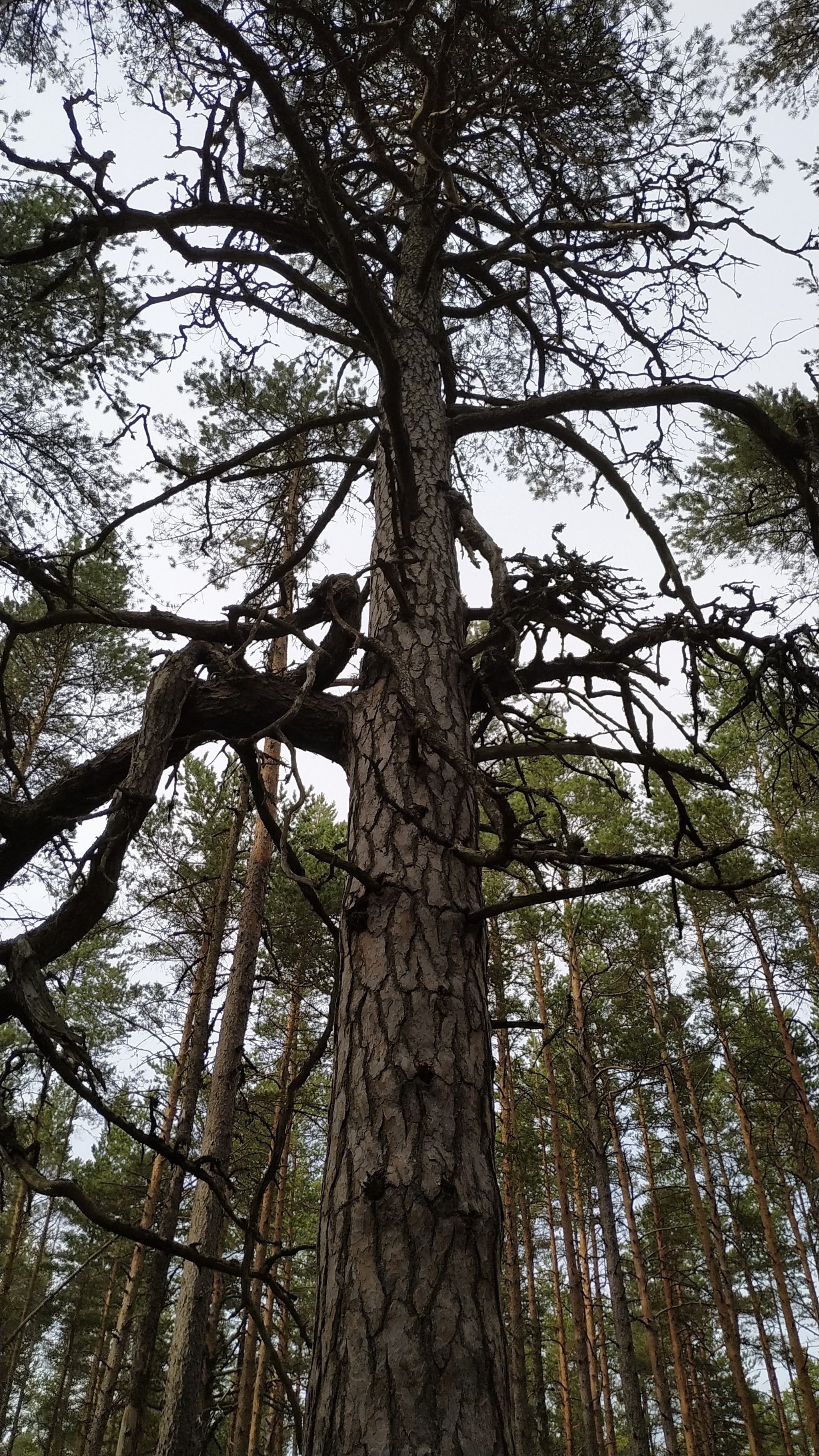 Ладожские пейзажи - Моё, Ладога, Карелия, Озеро, Природа, Красота природы, Лето, Пляж, Сосна, Длиннопост