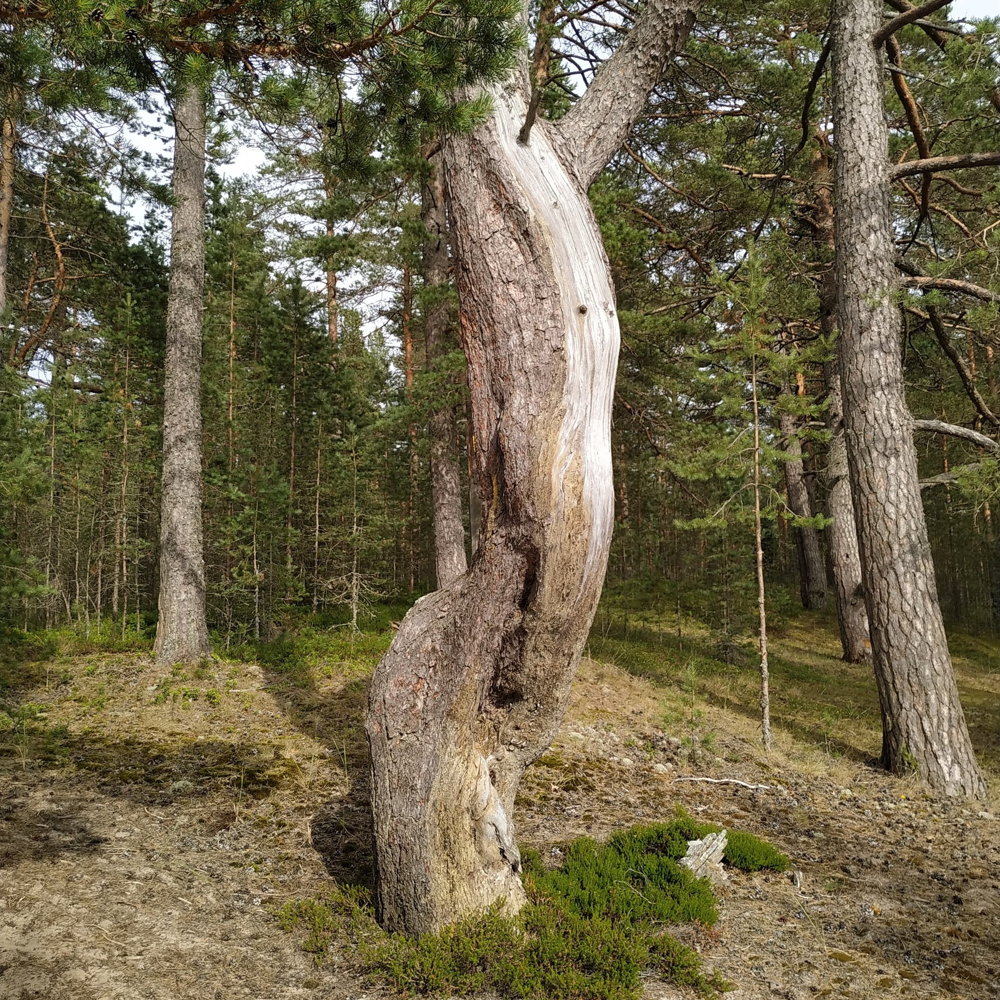 Ладожские пейзажи - Моё, Ладога, Карелия, Озеро, Природа, Красота природы, Лето, Пляж, Сосна, Длиннопост