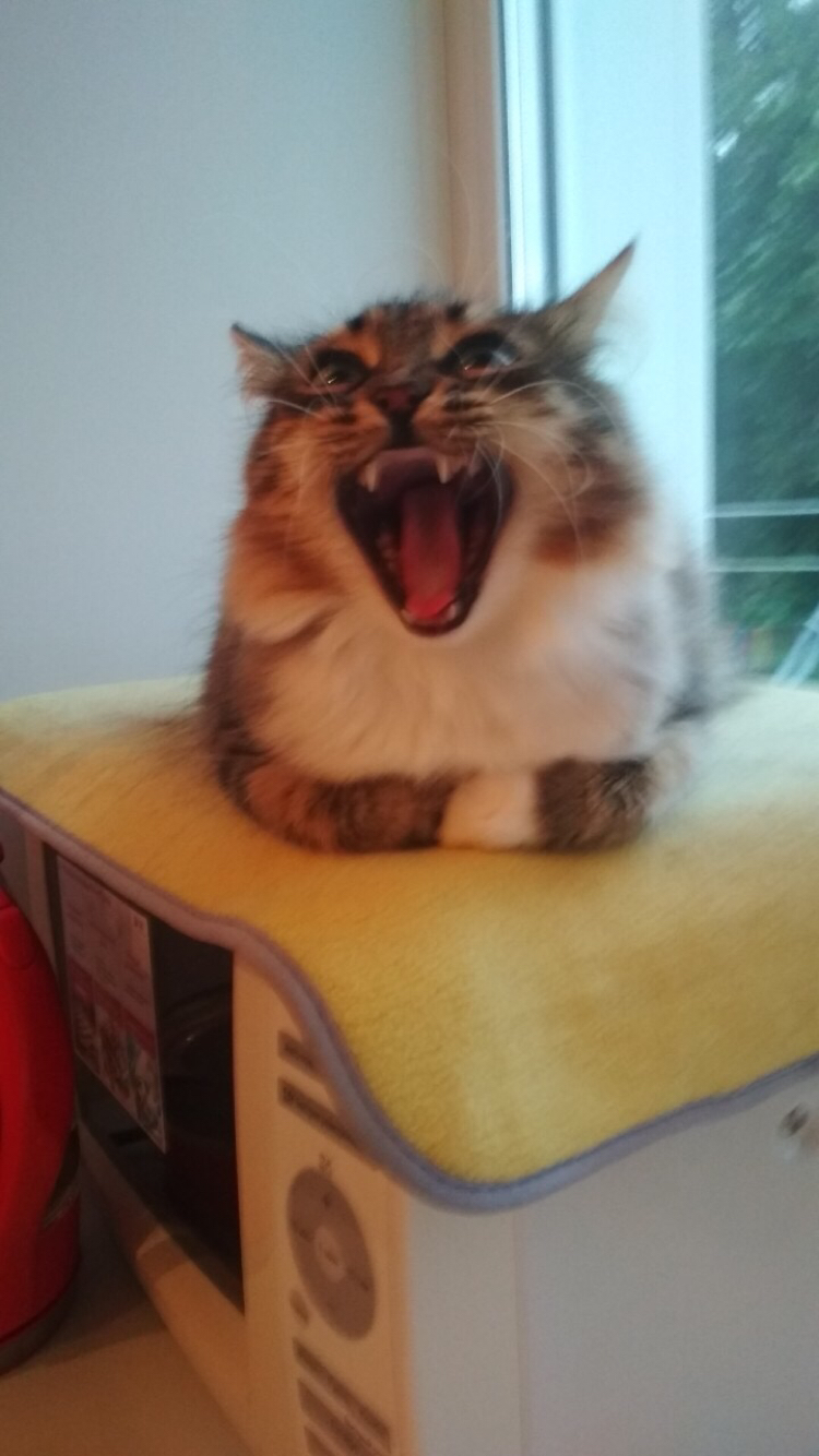 When you told your cat that you received a diploma and now you will earn a lot. - cat, The photo, Yawn