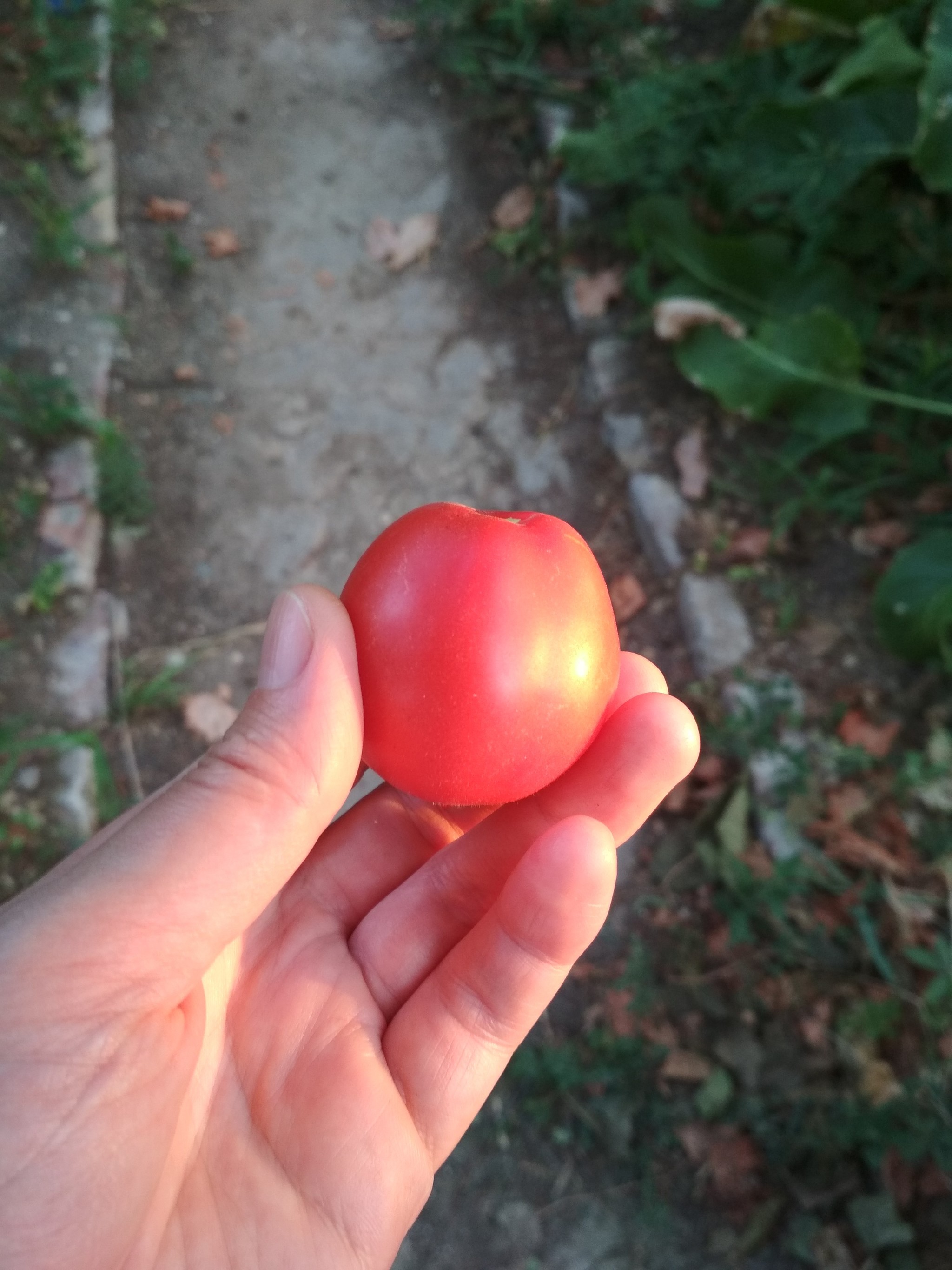 Harvest) - My, Garden, Harvest