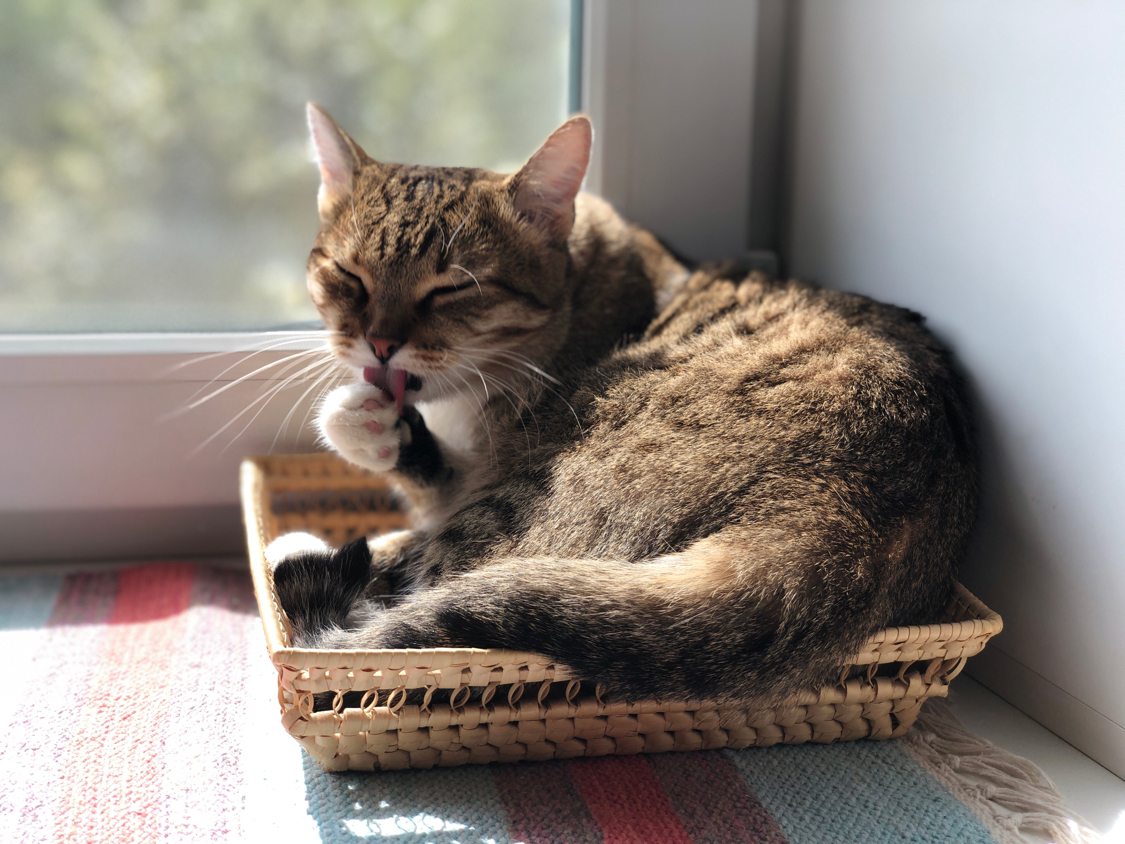 cat basket - My, cat, Good morning, The sun, Longpost