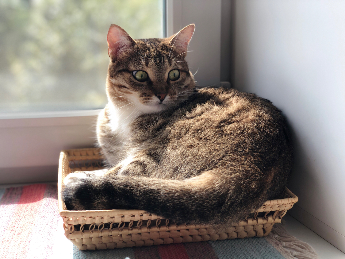 cat basket - My, cat, Good morning, The sun, Longpost