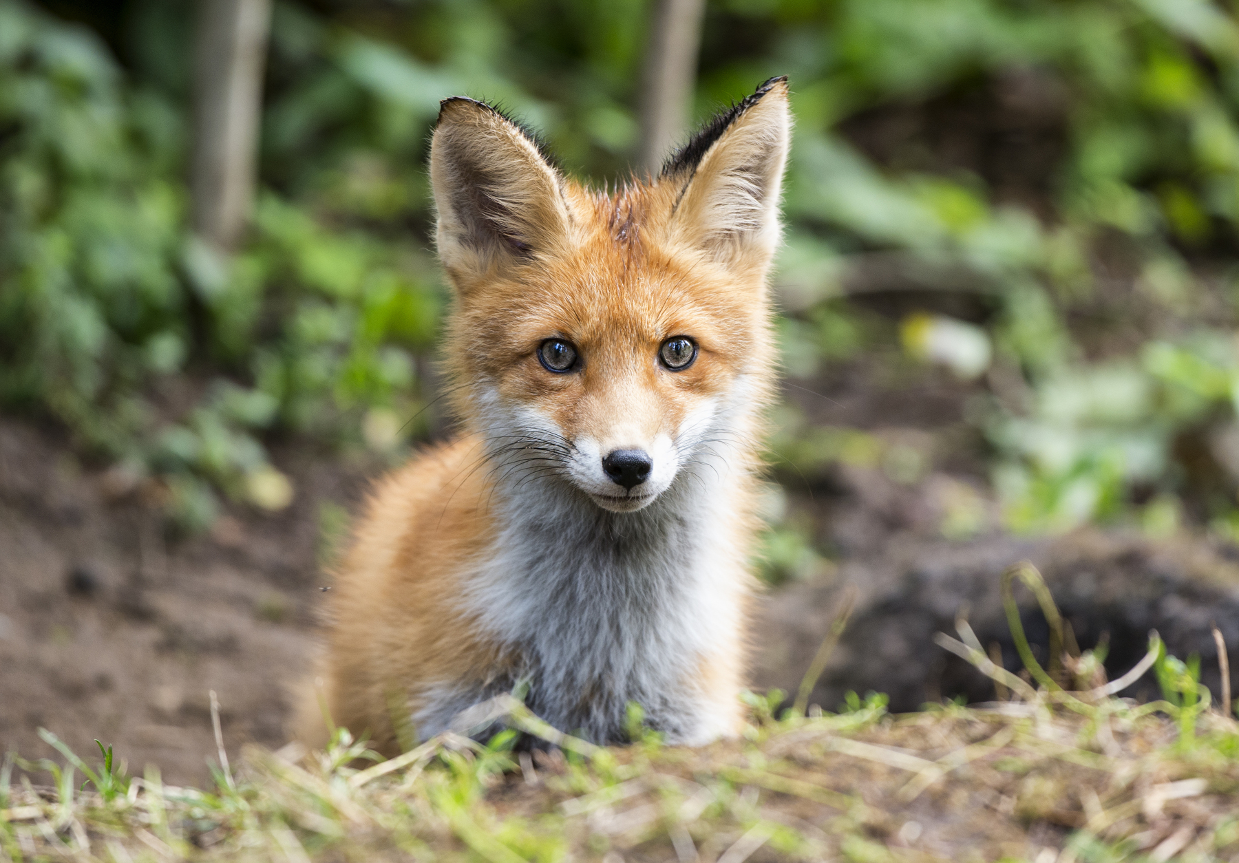 Photogenic redhead =) - Fox, The photo, Longpost