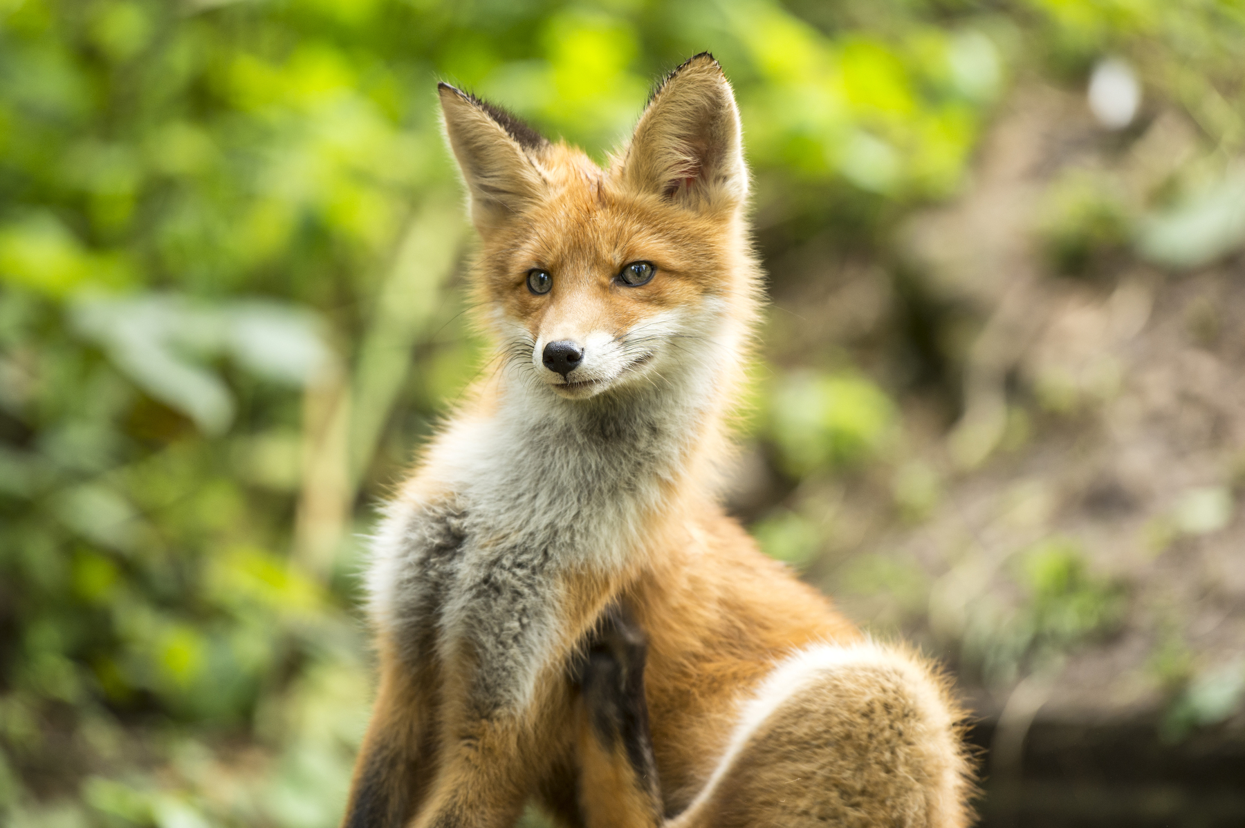 Photogenic redhead =) - Fox, The photo, Longpost