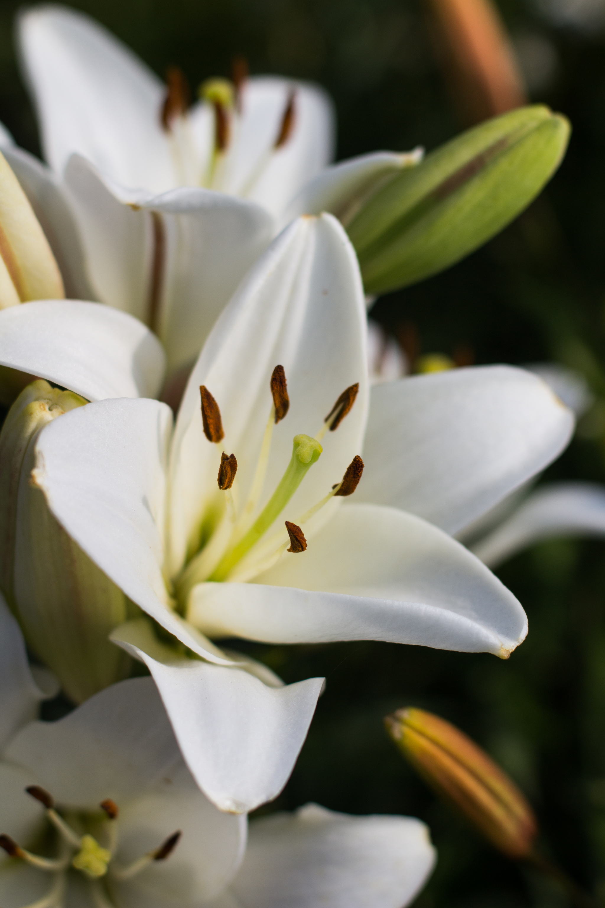 Summer 2019. Lilies. - My, The photo, Lily, Canon 600D, Flowers, Longpost