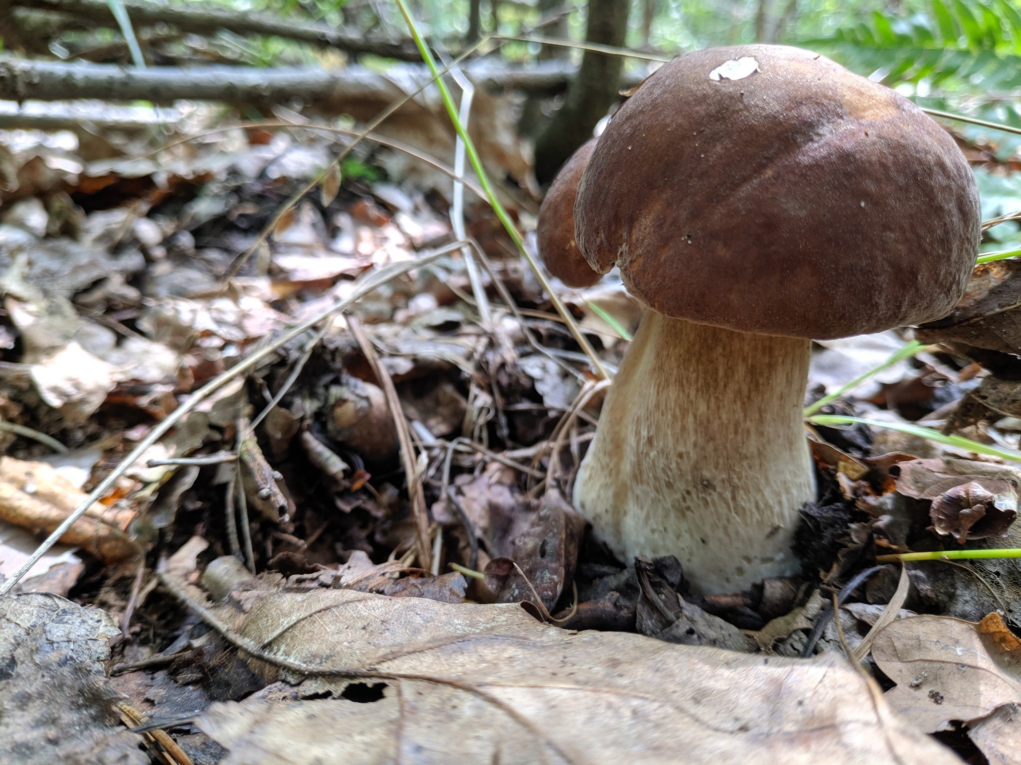 Silent hunt - My, Silent hunt, Mushrooms, Longpost