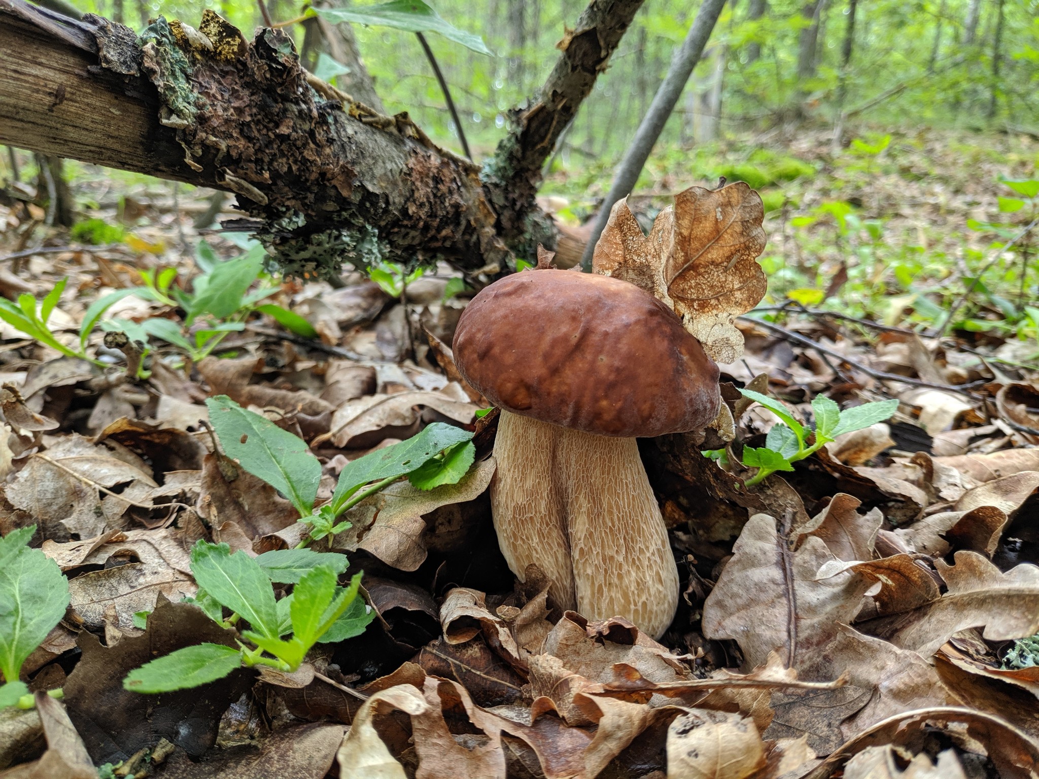 Silent hunt - My, Silent hunt, Mushrooms, Longpost