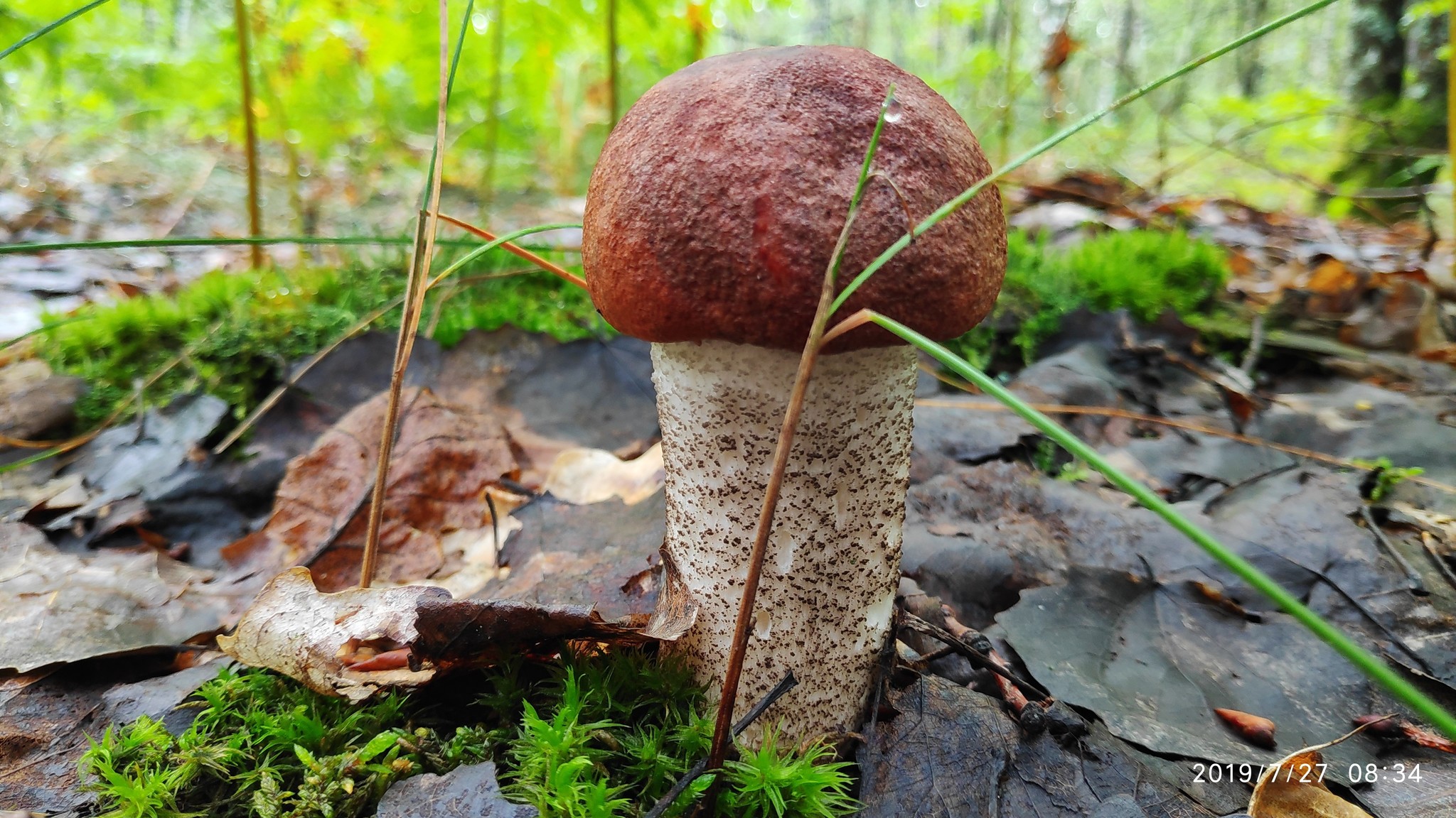 Silent hunt - My, Silent hunt, Mushrooms, Longpost