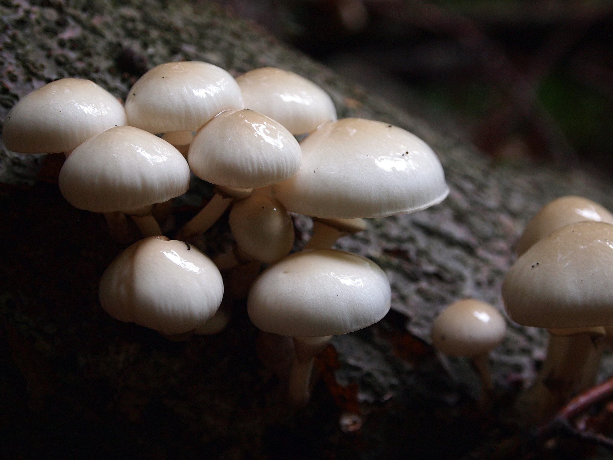 In the vicinity of the Carpathians. - My, The photo, Macro, Mushrooms, Carpathians, , Longpost, Macro photography