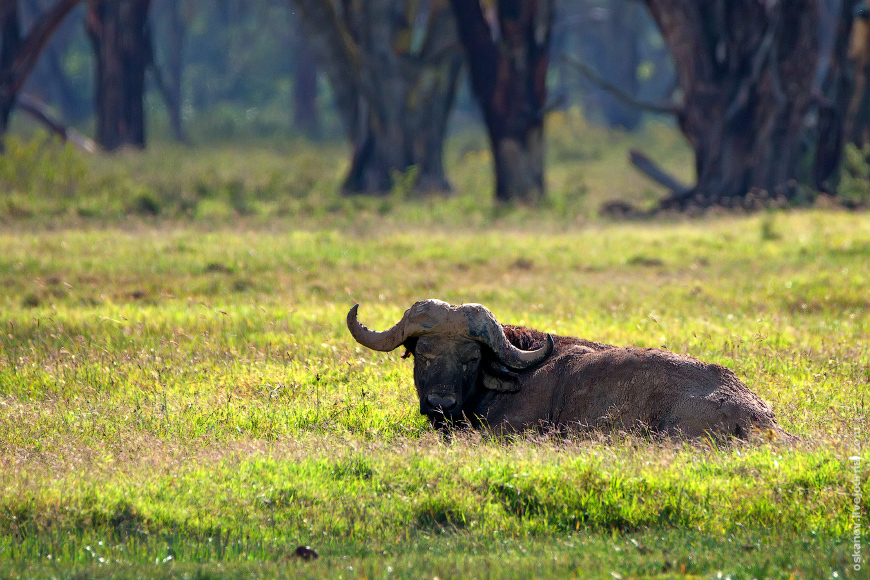 Romanticism and Rhinos - My, The photo, Africa, Kenya, Safari, Animals, wildlife, Longpost