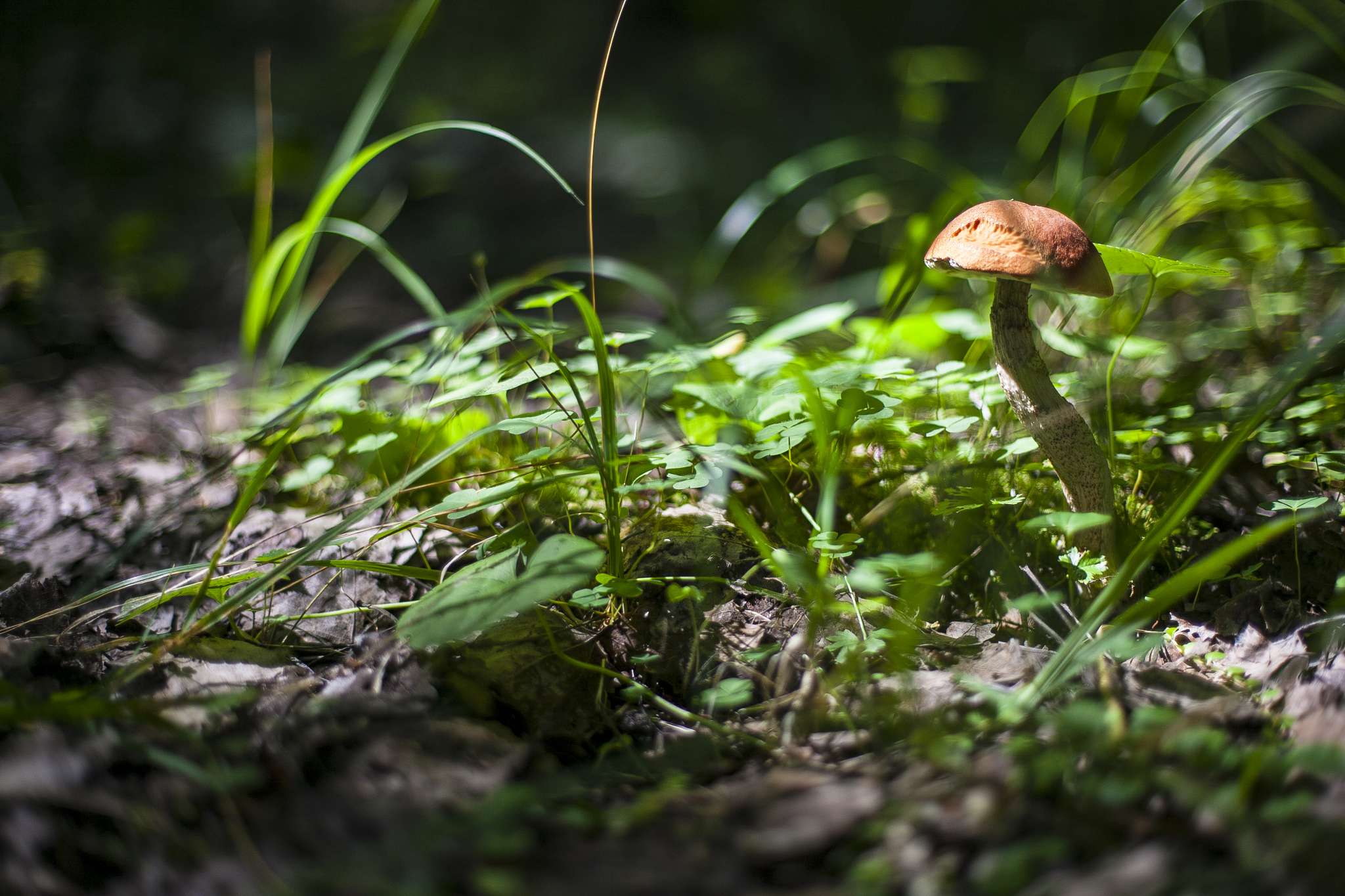 Konakovo: forest, mushrooms, mosquitoes - My, Russia, Konakovo, Mushrooms, Forest, The photo, Longpost