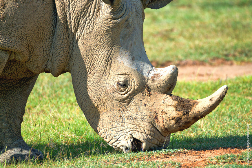 Romanticism and Rhinos - My, The photo, Africa, Kenya, Safari, Animals, wildlife, Longpost