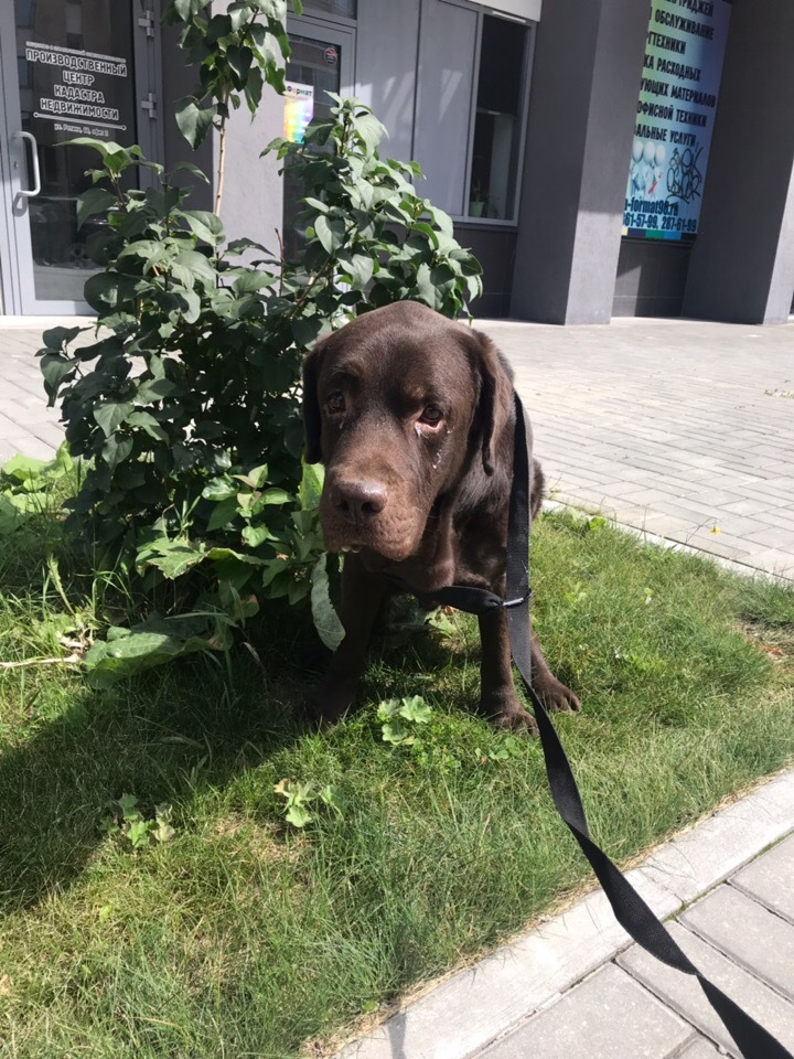 Found LABRADORE [owner found] - No rating, Lost, Yekaterinburg, Found a dog, In good hands, Longpost, Dog, Labrador