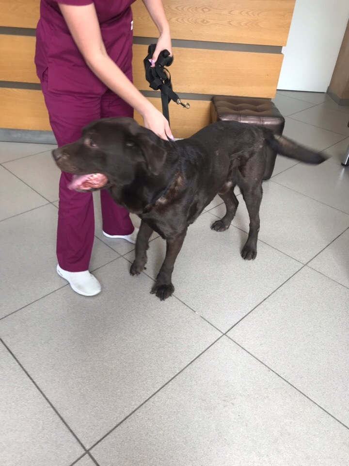 Found LABRADORE [owner found] - No rating, Lost, Yekaterinburg, Found a dog, In good hands, Longpost, Dog, Labrador