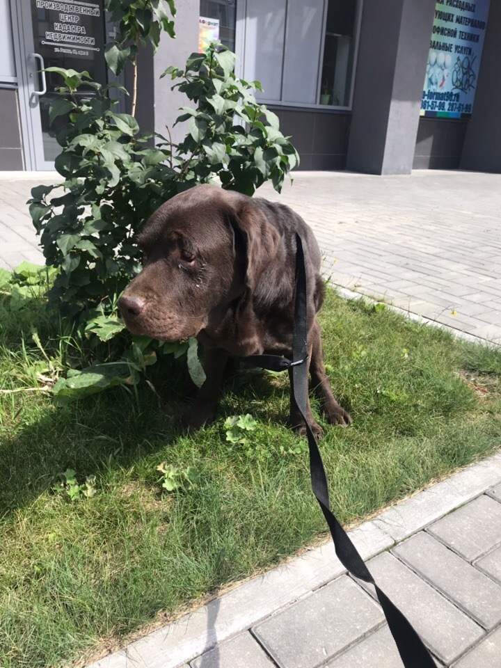 Found LABRADORE [owner found] - No rating, Lost, Yekaterinburg, Found a dog, In good hands, Longpost, Dog, Labrador