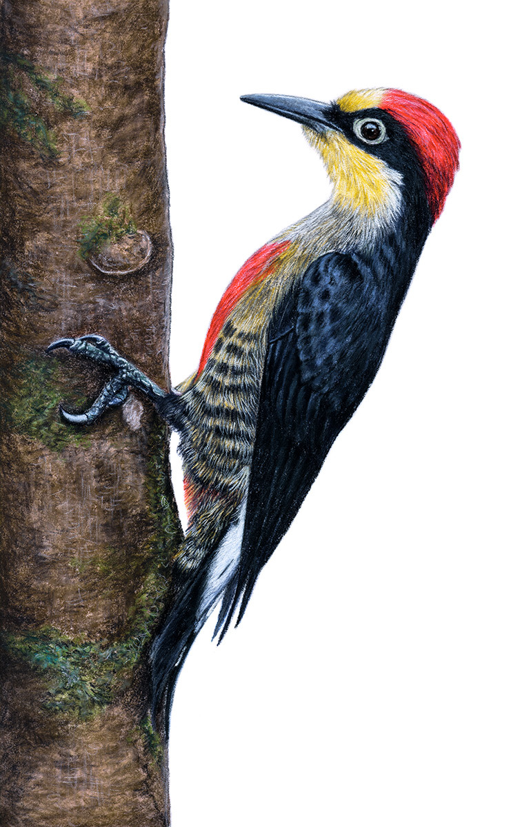 yellow-faced melanerpes - My, Drawing, Pastel, Art, Birds, Woodpeckers, Photorealism, Animalistics