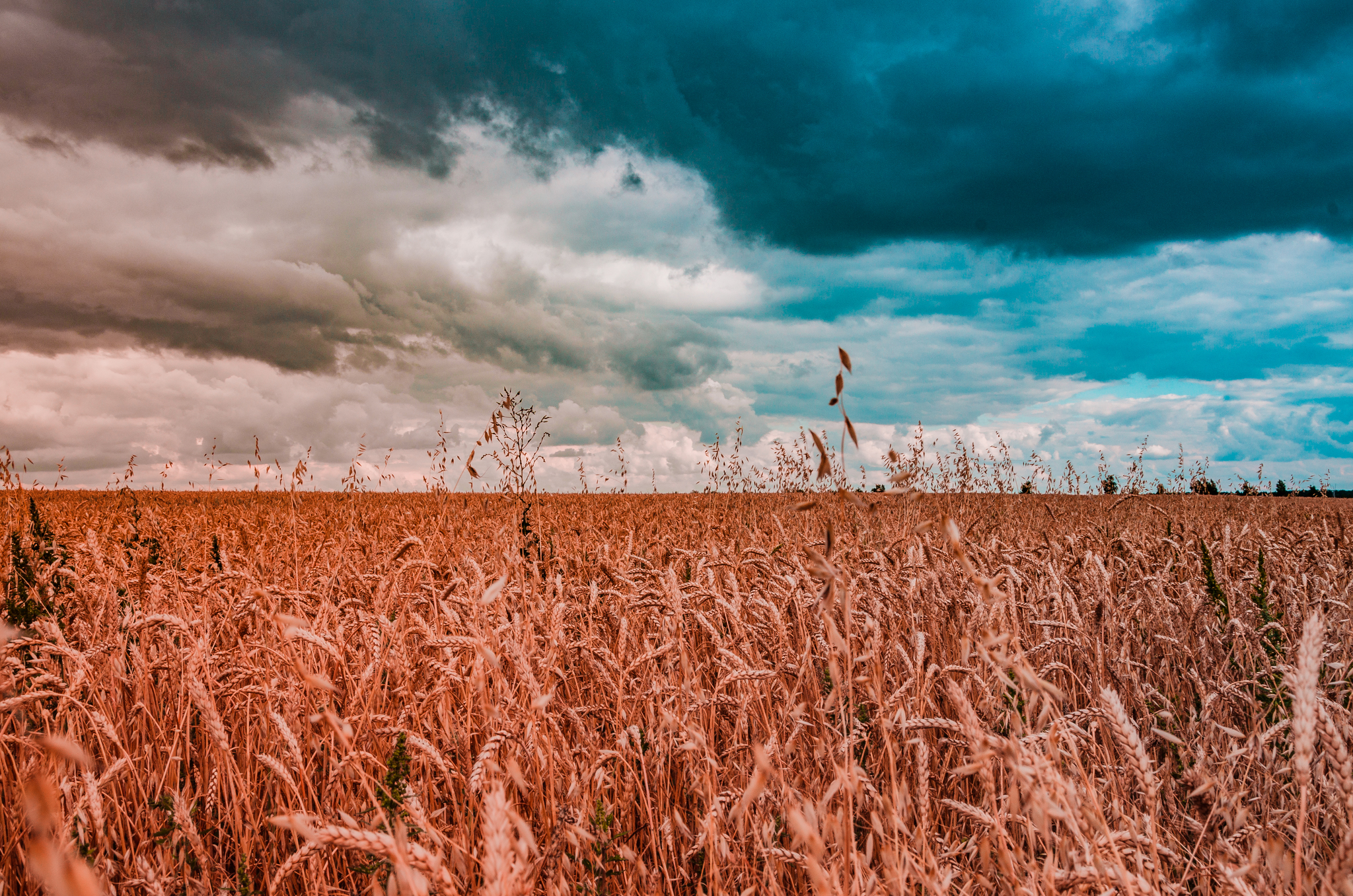 Russian field. Хлебные поля Морозовского района. Хлебное поле Михаила Хохлова. Русское поле хлеб. Хлеб Россия поле.