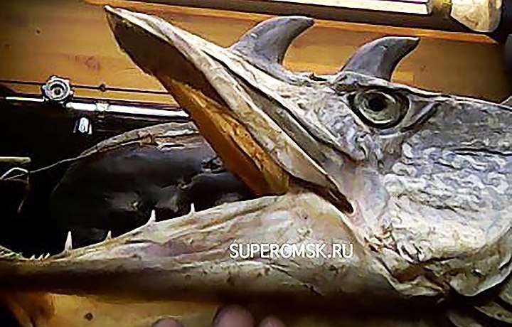 In the Omsk region, a fisherman caught two mutant pike with horns - A fish, Pike, Fishing, Mutant, River, Good luck, Longpost, Luck