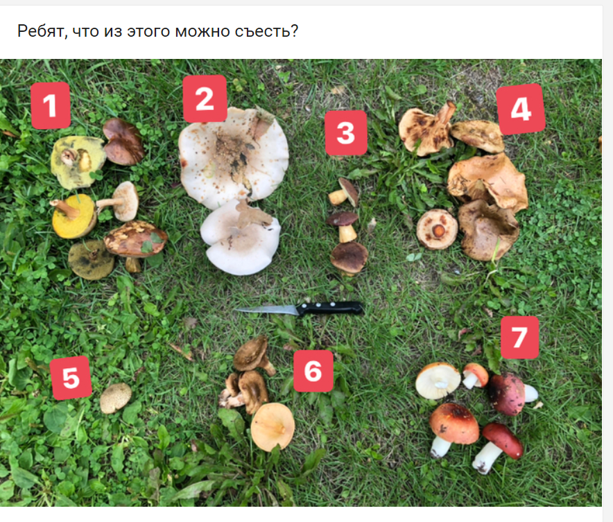 Pikabushnik bad will not advise. - Help, Mushrooms, Comments on Peekaboo, Screenshot