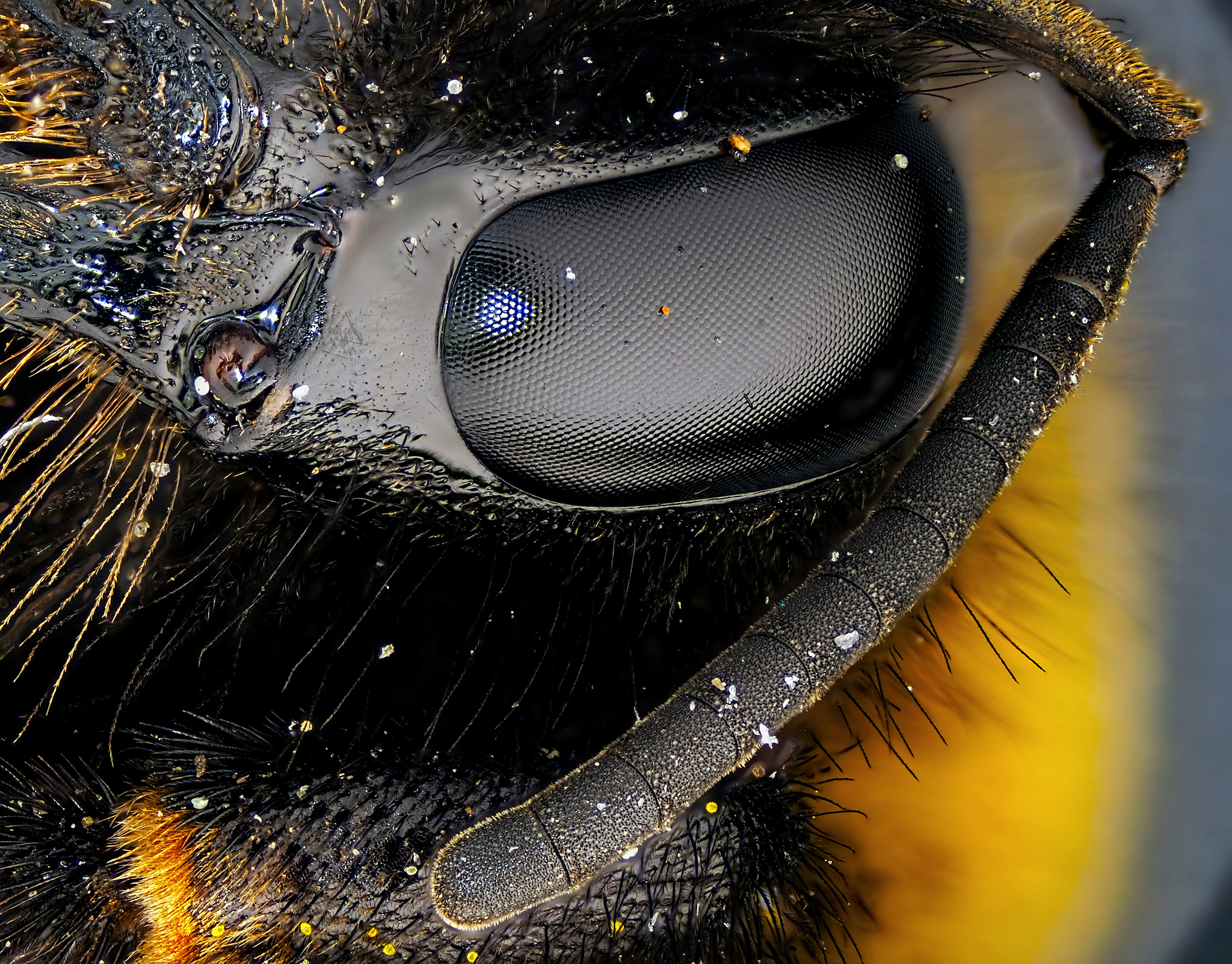 winged metal - My, Macro, , Insects, Bumblebee, , Microscope, Macro photography