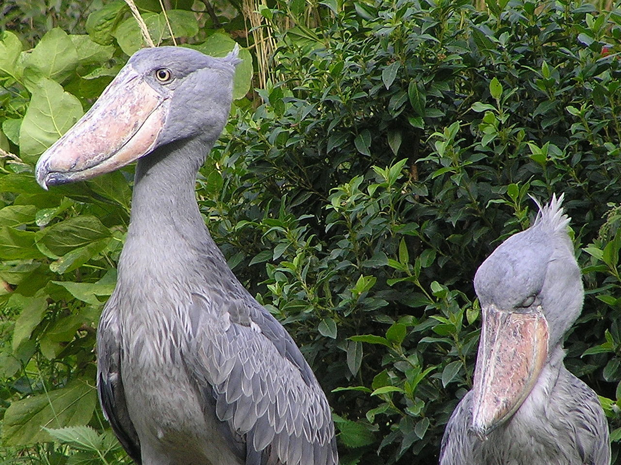 Kitoglav. - Shoebill, Birds, Longpost