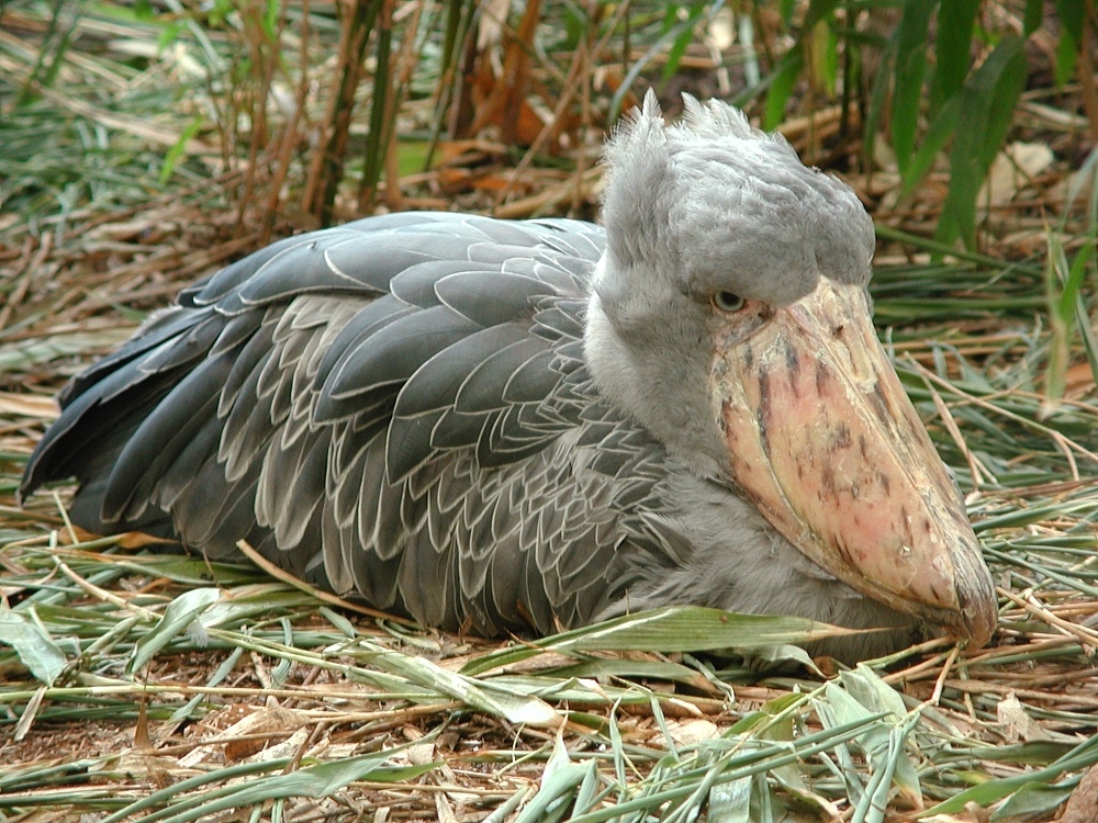 Kitoglav. - Shoebill, Birds, Longpost