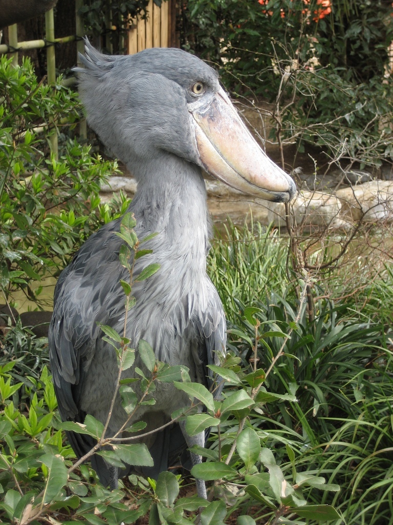 Kitoglav. - Shoebill, Birds, Longpost