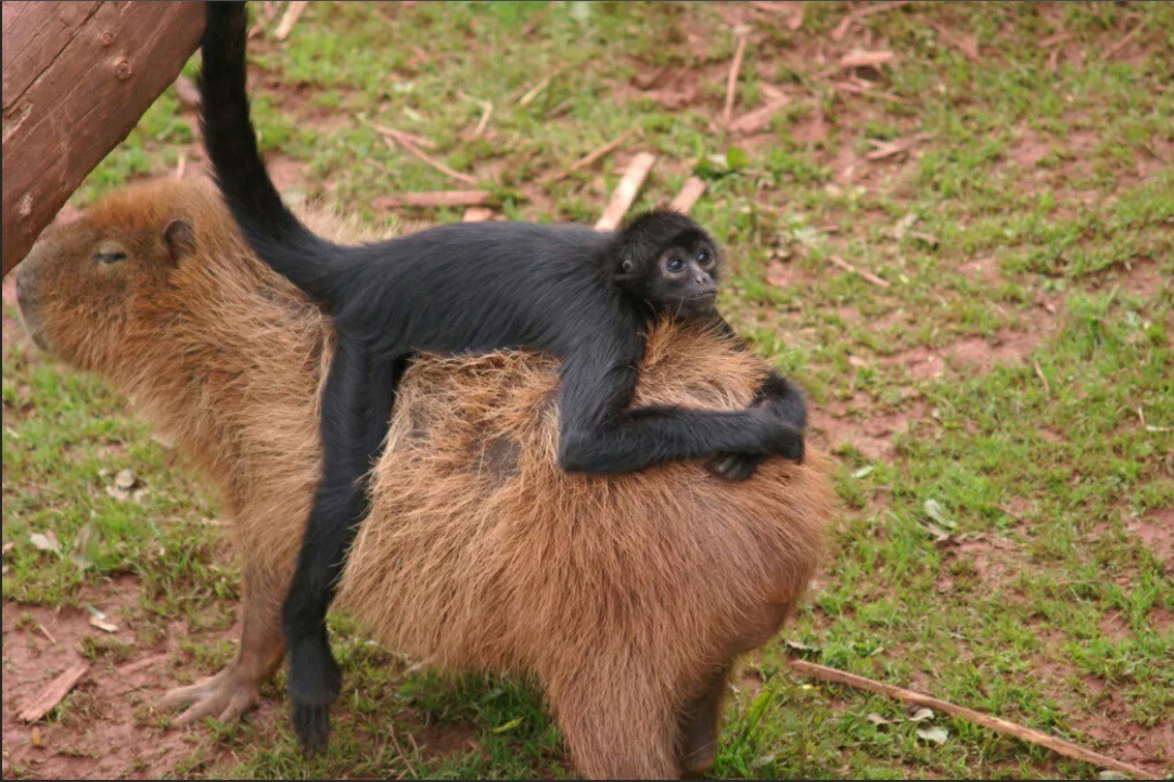 When you have a riding capybara. - Animals, Monkey, Capybara, Primates, Spider monkey, Rodents, Longpost