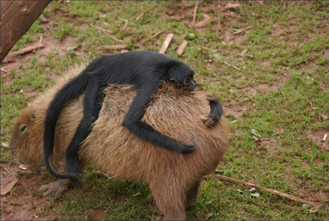 When you have a riding capybara. - Animals, Monkey, Capybara, Primates, Spider monkey, Rodents, Longpost