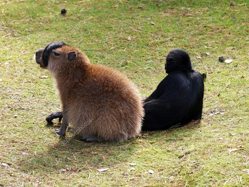 When you have a riding capybara. - Animals, Monkey, Capybara, Primates, Spider monkey, Rodents, Longpost