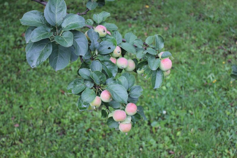 Morning gardener-pikabushnika. - My, Garden, Garden, Vacation home, Morning, Weeding, Apple tree, Pear, Longpost