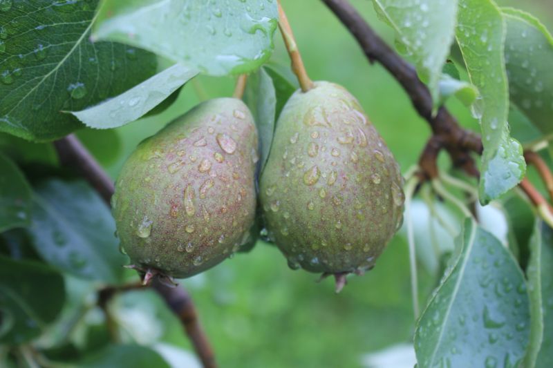 Morning gardener-pikabushnika. - My, Garden, Garden, Vacation home, Morning, Weeding, Apple tree, Pear, Longpost