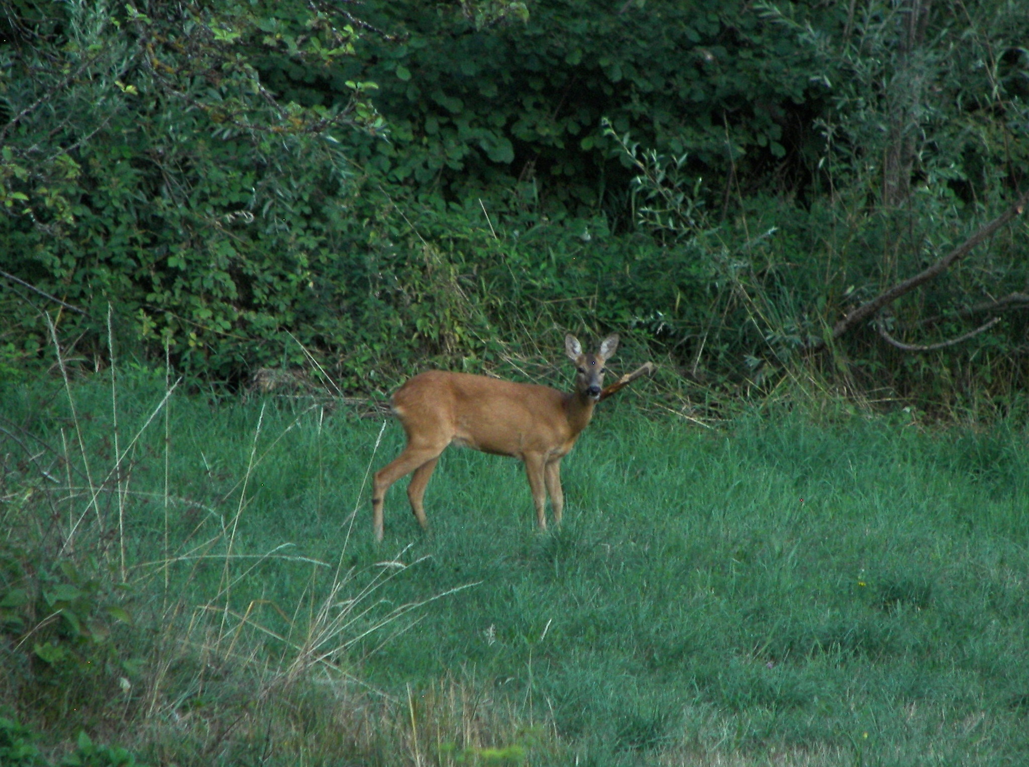 Twilight, roe deer, cat and hob! - My, Nature, Forest, Roe, cat, Photo hunting, The photo, Longpost