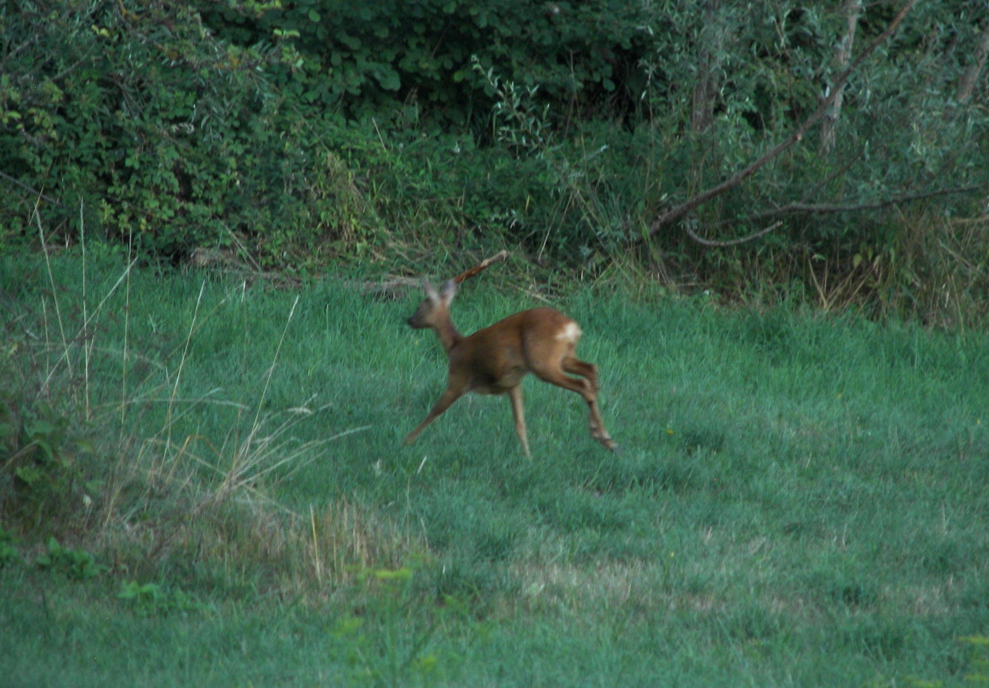 Twilight, roe deer, cat and hob! - My, Nature, Forest, Roe, cat, Photo hunting, The photo, Longpost