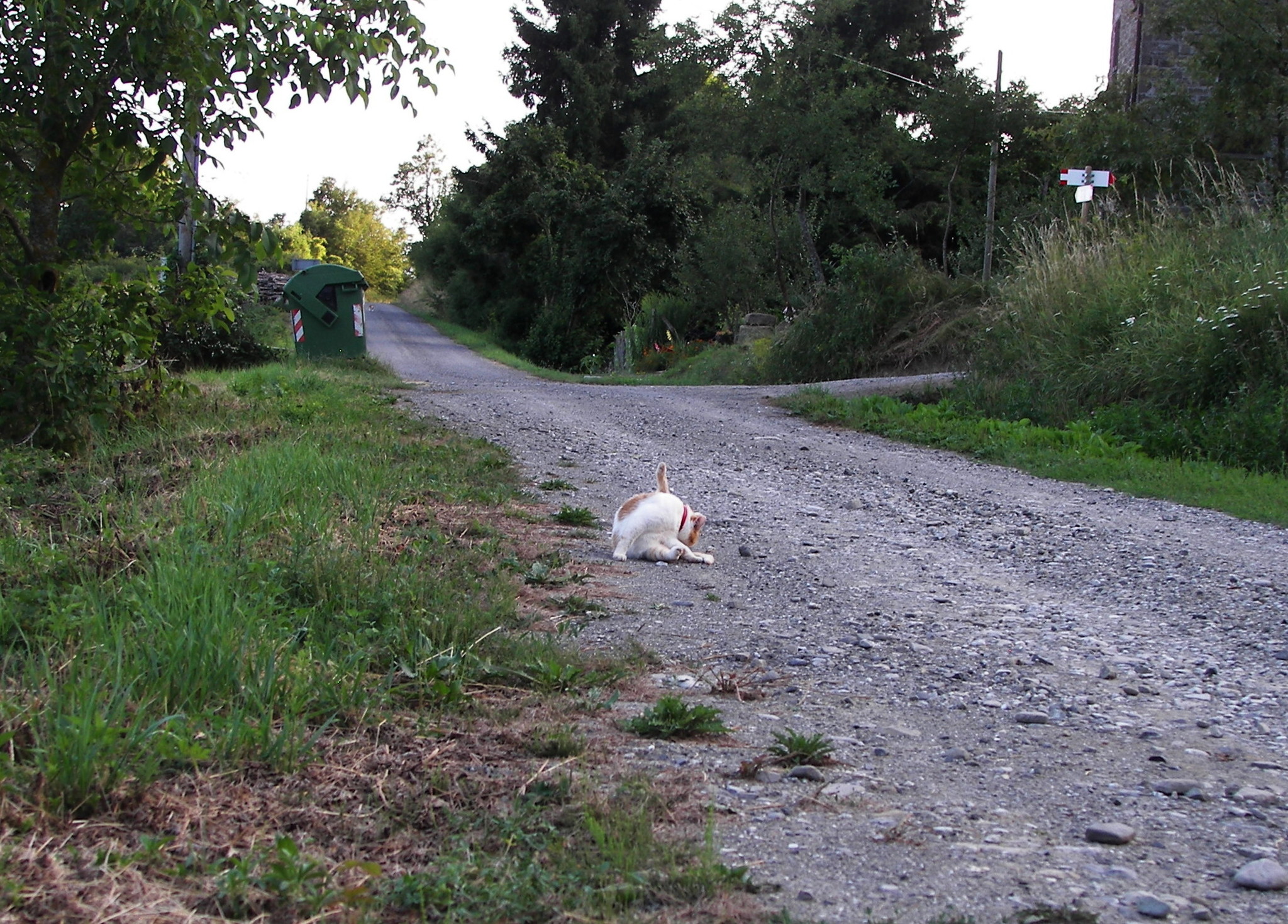 Twilight, roe deer, cat and hob! - My, Nature, Forest, Roe, cat, Photo hunting, The photo, Longpost