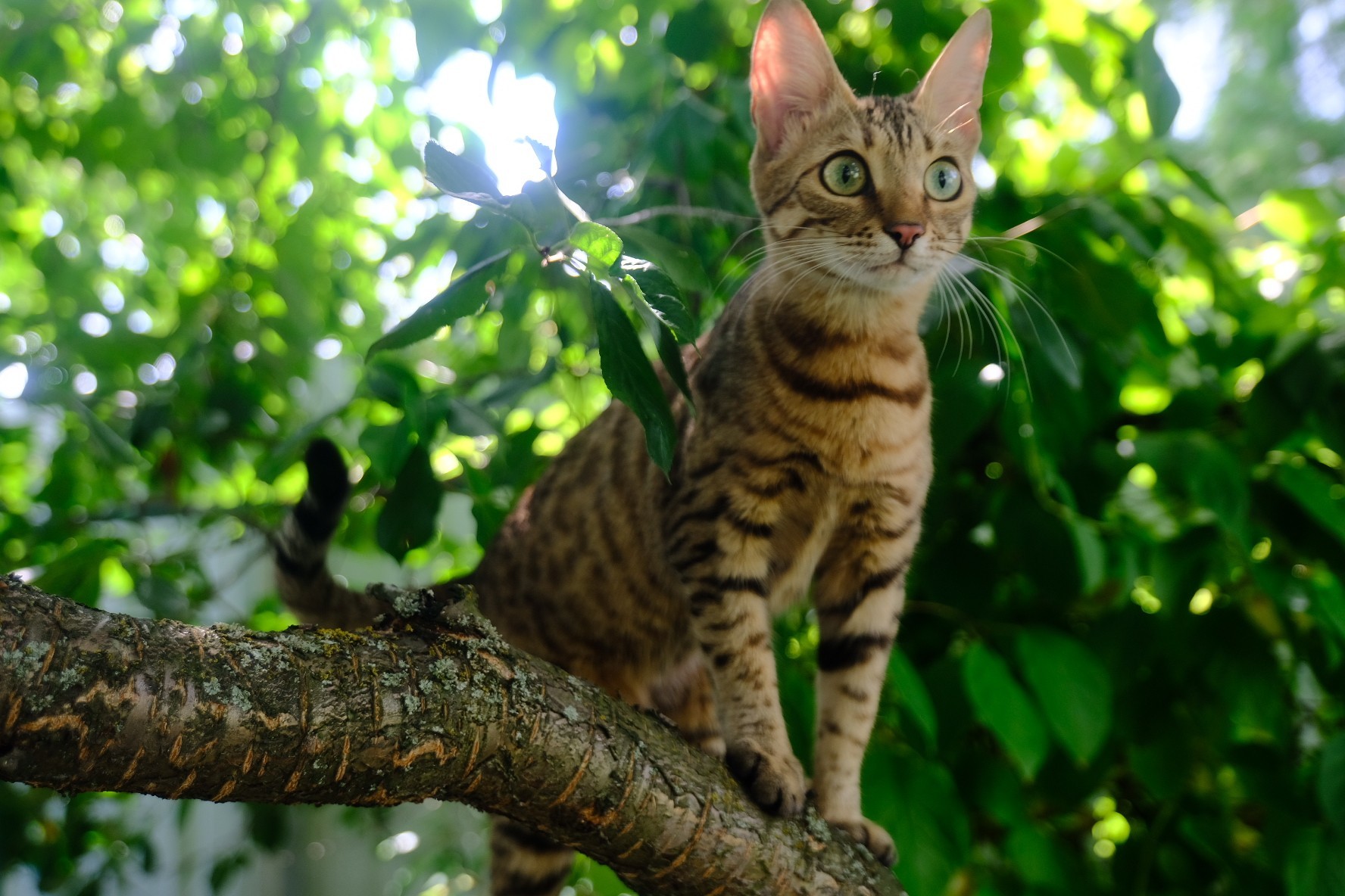 My Cat Bead - My, cat, Catomafia