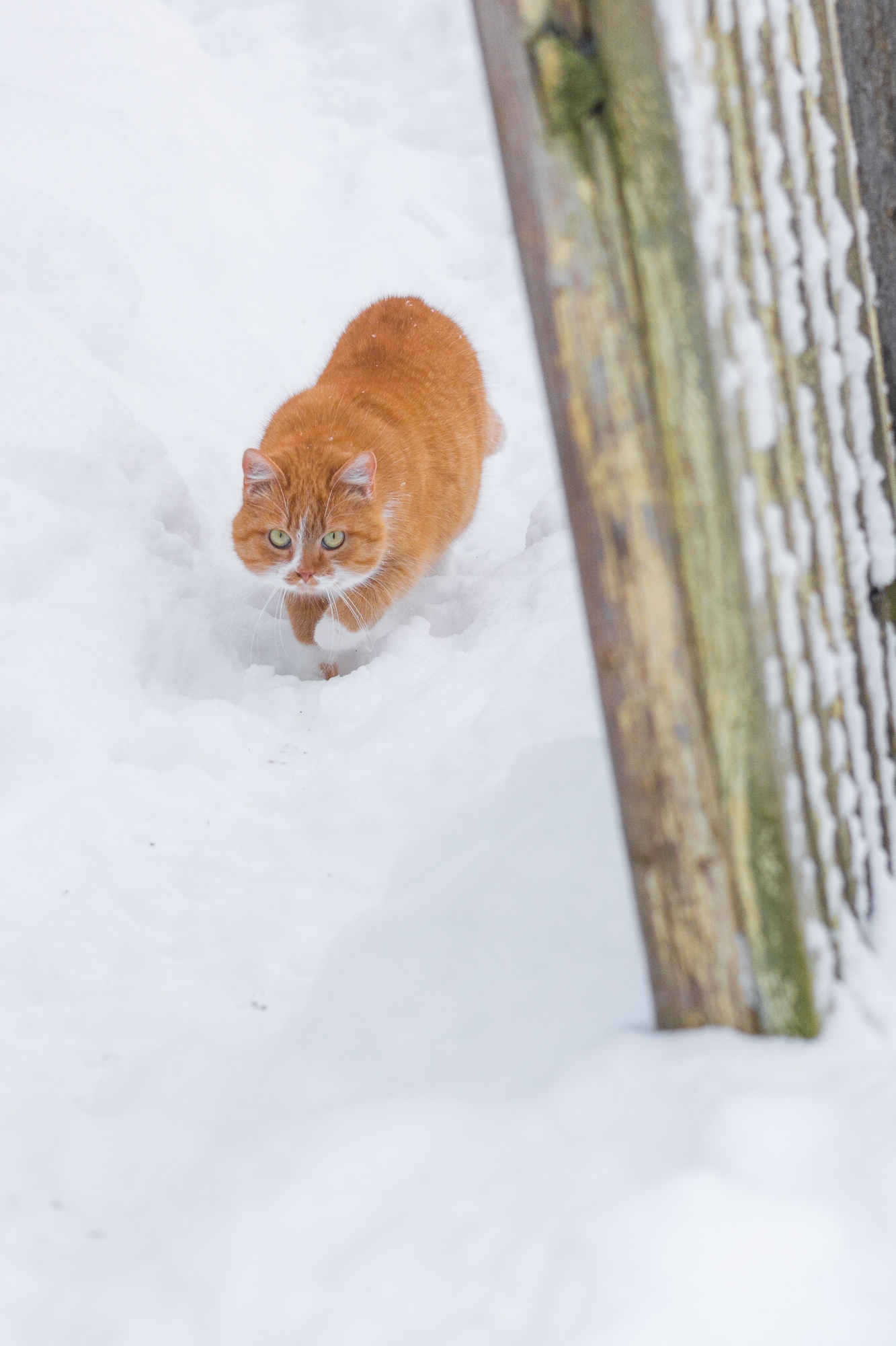 The approach of a fluffy ginger. - My, The photo, Beginning photographer, cat, Redheads, Winter, Nikon, Longpost