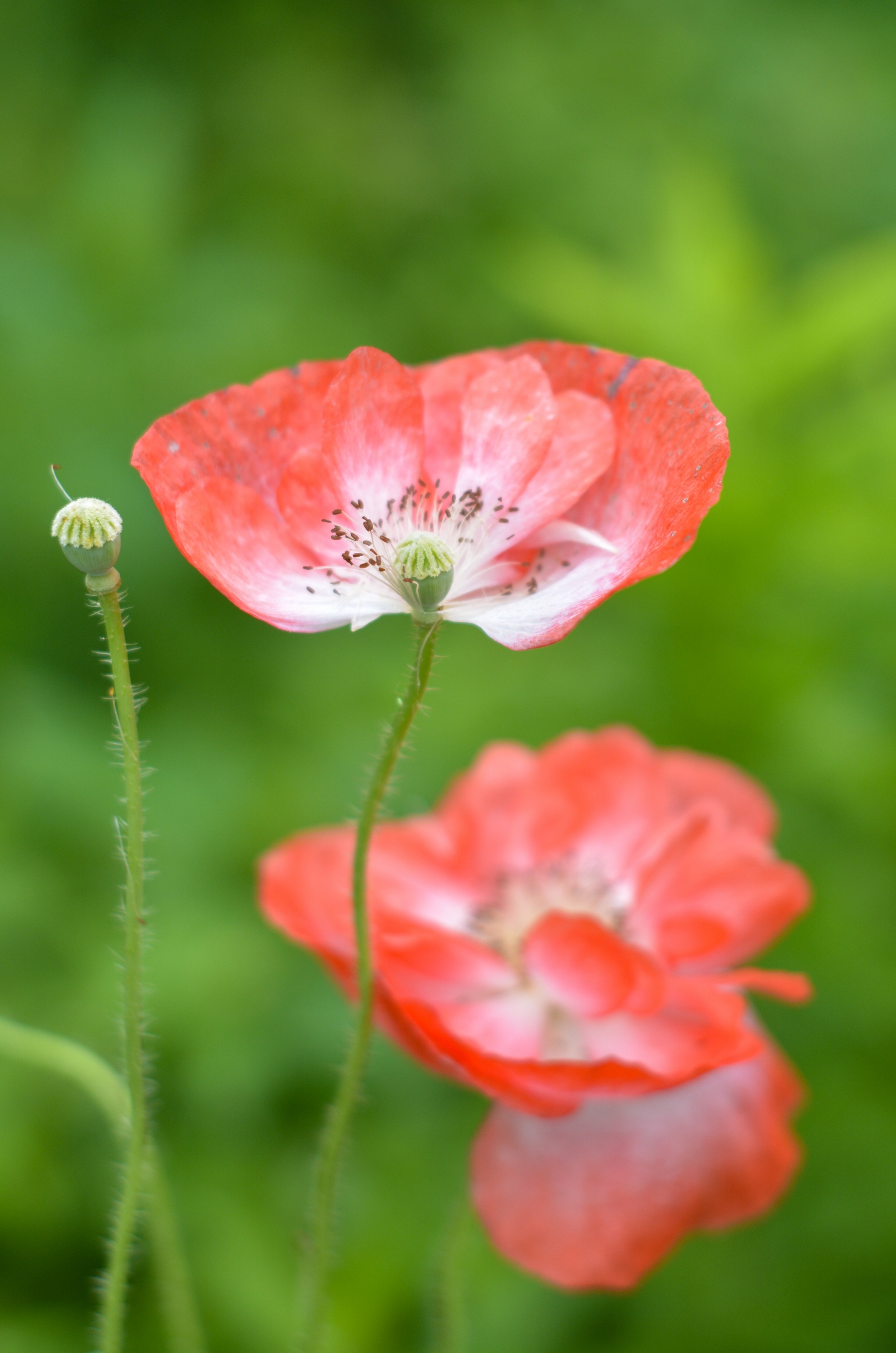 Summer garden - My, Summer, Flowers, Garden, The photo, Nikon d7100, Yongnuo 50mm, Longpost