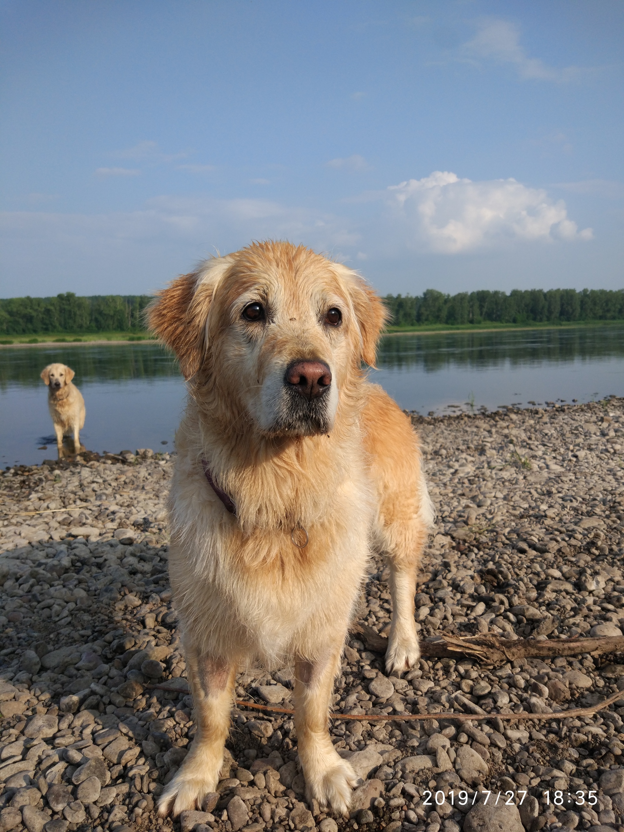 Again - My, Dog, Dogs and people, Yamma, Summer, Beach season, Siberia, Tom River, Longpost