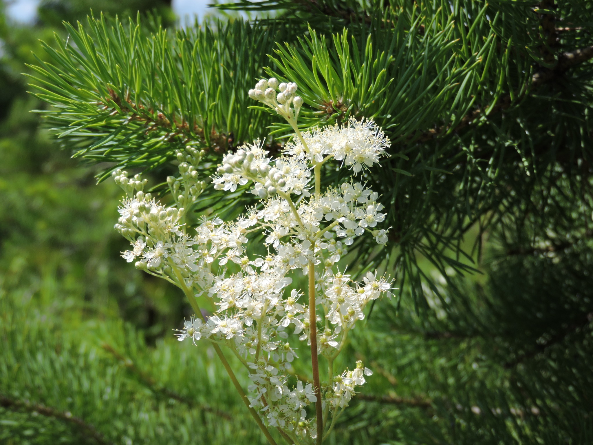 Goodbye July.... - My, The nature of Russia, Summer