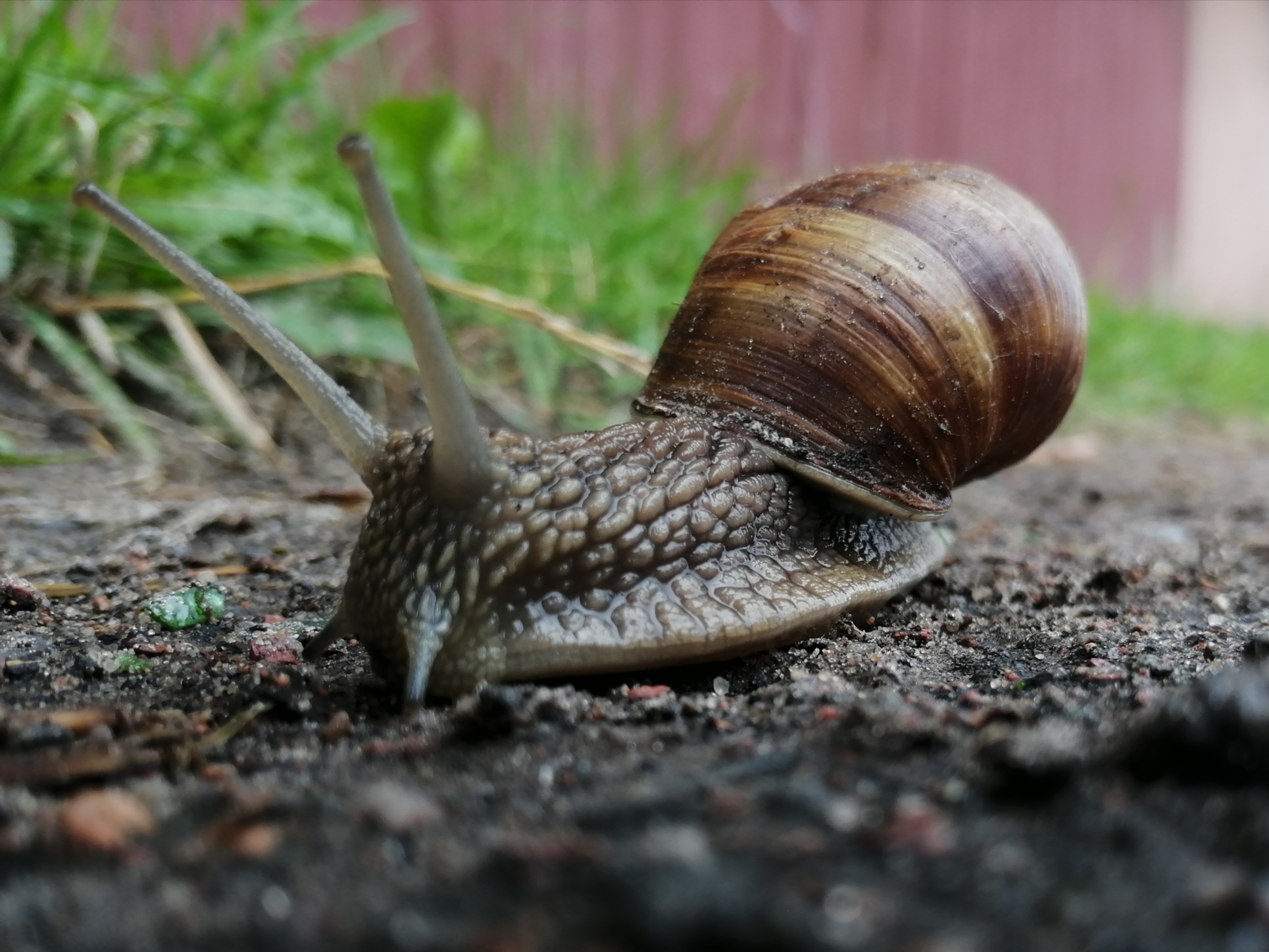 Snail. - My, Beginning photographer, The photo, Snail