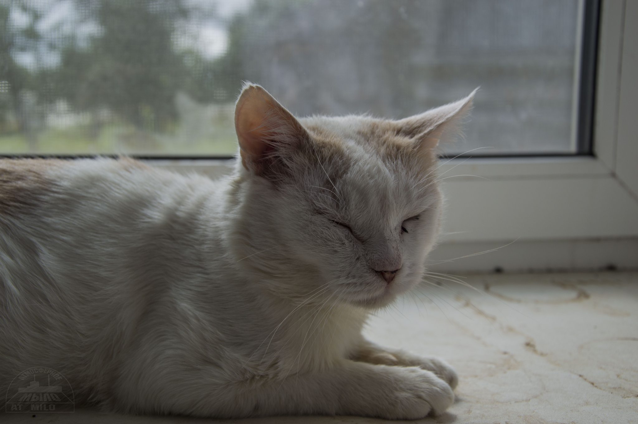 Vasily cat and cloudy day - My, Mainly cloudy, cat, Calmness, Grayness, Milota, Longpost